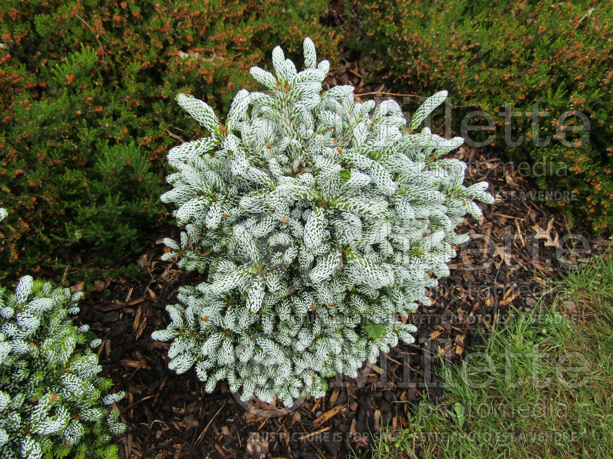 Abies Kohout's Ice Breaker (Korean fir conifer - sapin) 3