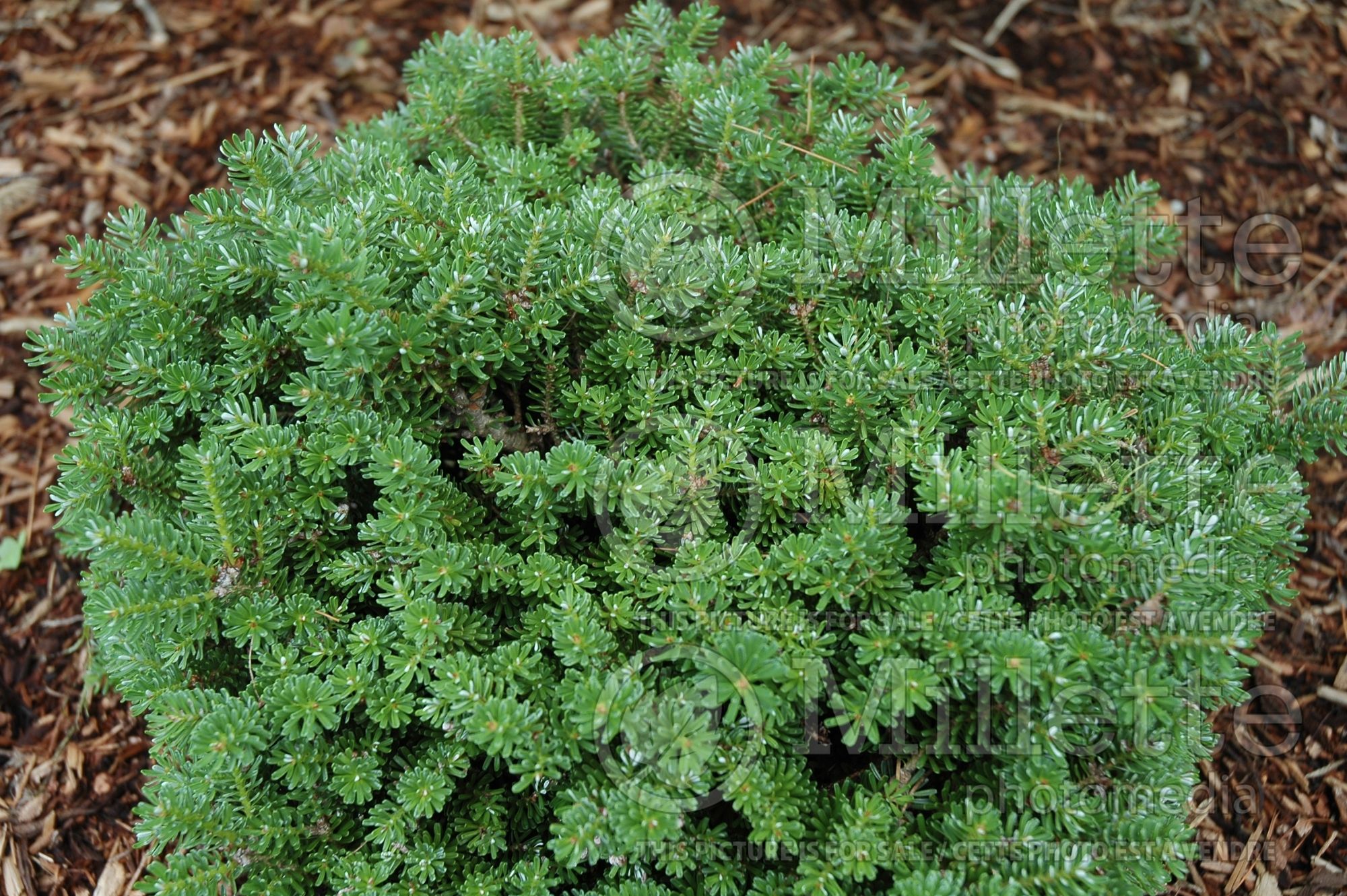Abies Silberperle (Korean fir conifer - sapin) 8