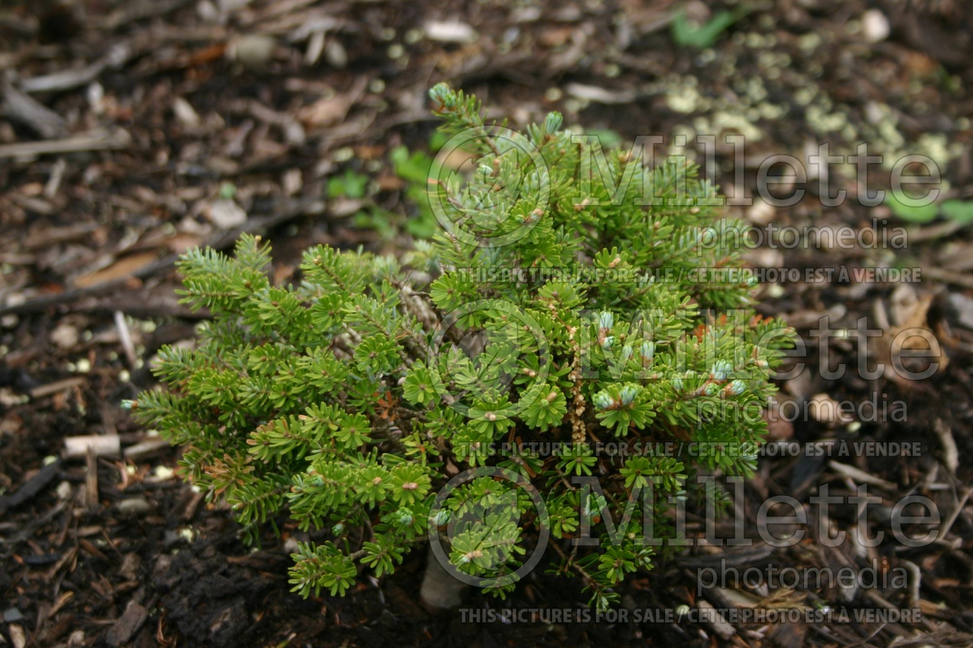 Abies Silberperle (Korean fir conifer - sapin) 4