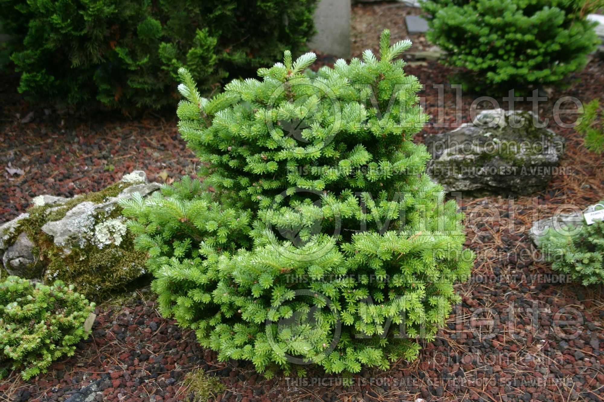 Abies Silberperle (Korean fir conifer - sapin) 7