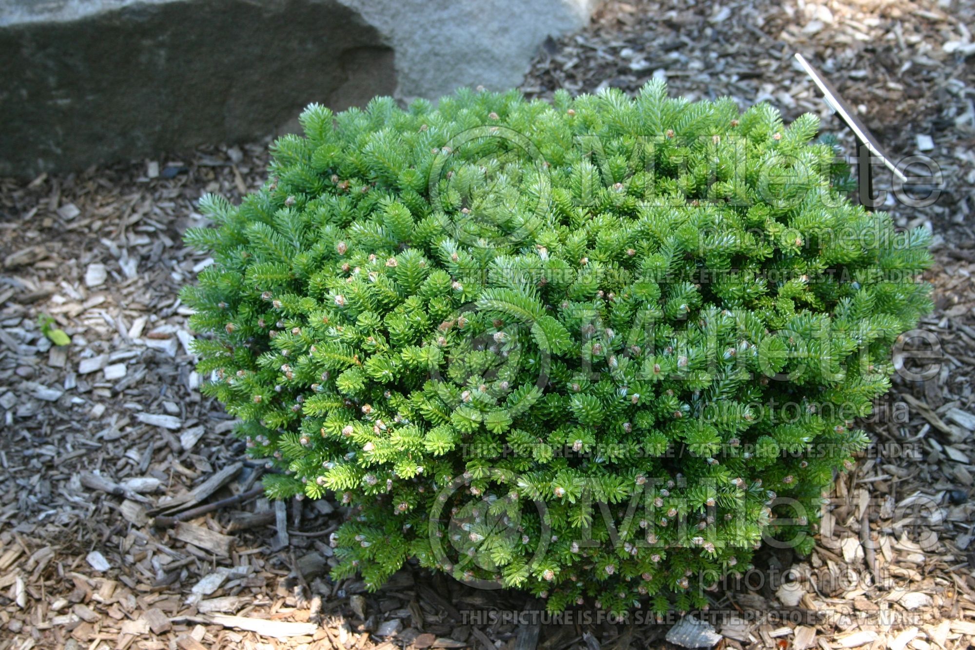 Abies Silberperle (Korean fir conifer - sapin) 6