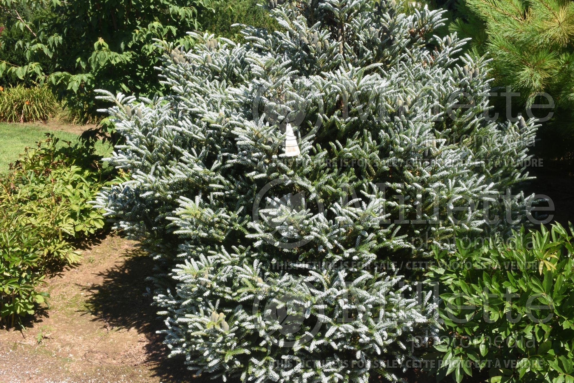 Abies Silver Show (Korean fir conifer - sapin) 2