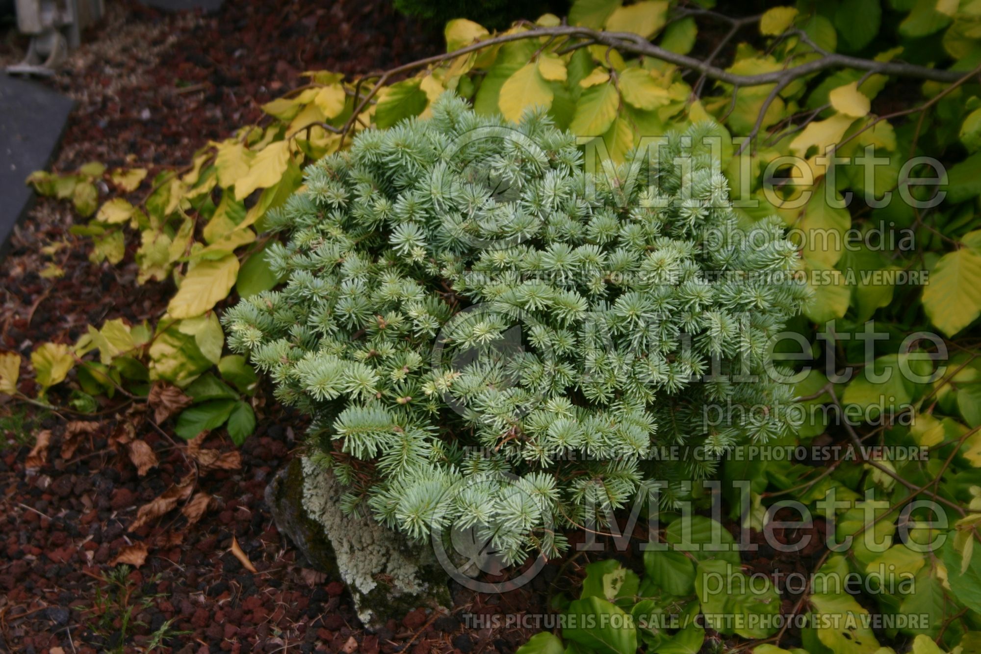 Abies Alpine Beauty (Korean fir conifer - sapin) 1