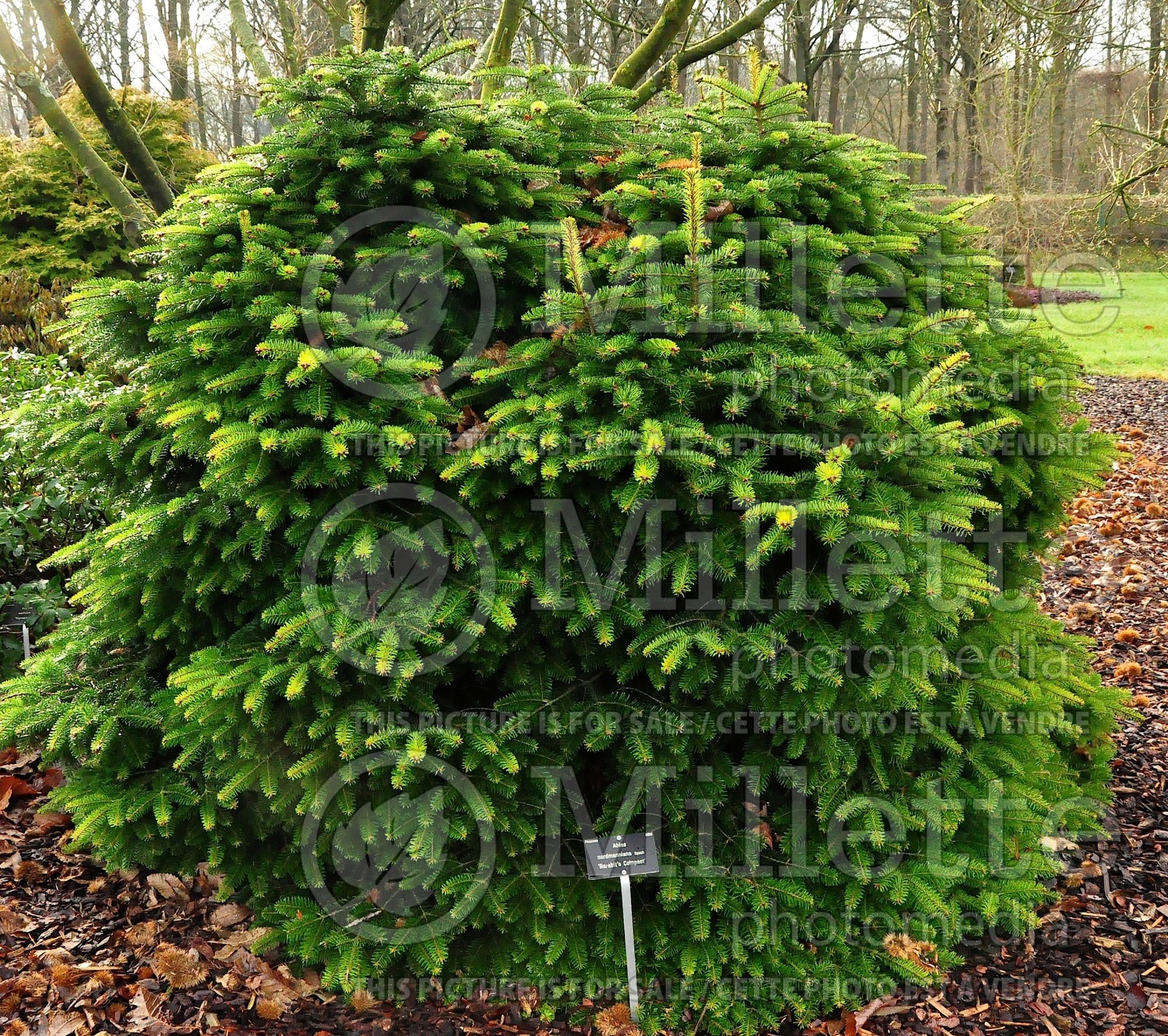 Abies Barabit's Compact (Korean fir conifer - sapin) 1