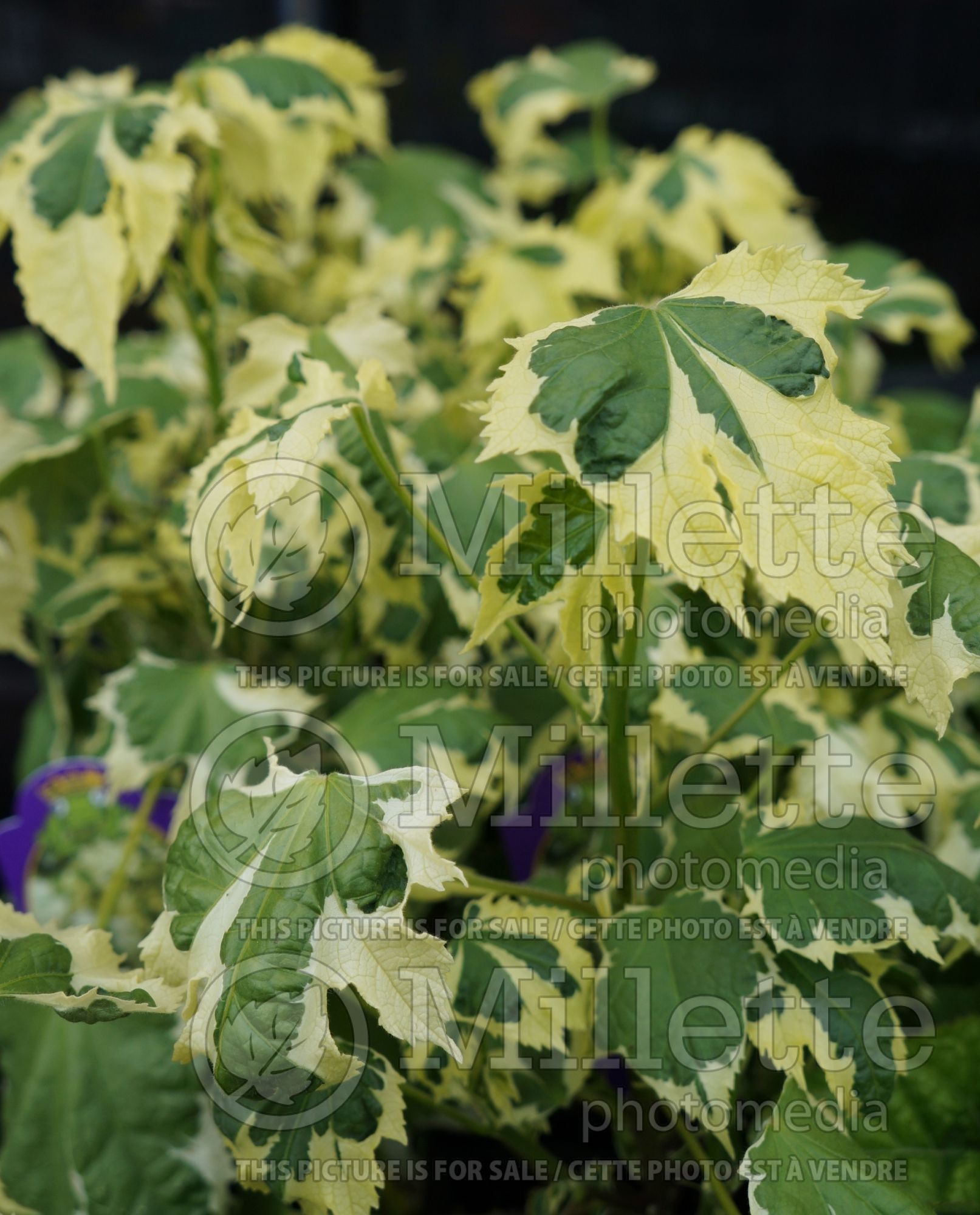 Abutilon Savitzi (Flowering Maple, Indian Mallow) 2