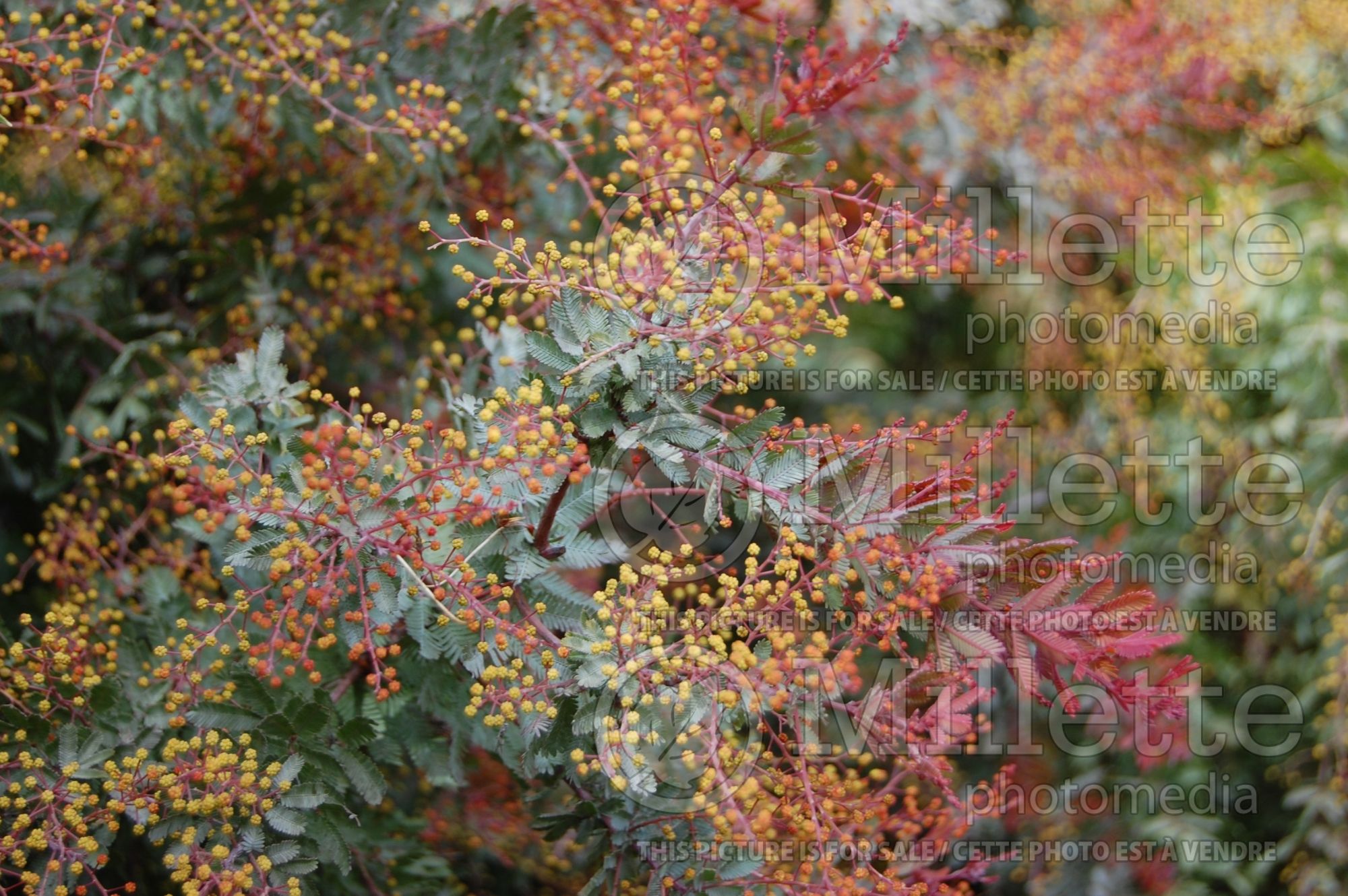 Acacia Purpurea (Fernleaf Acacia) 2