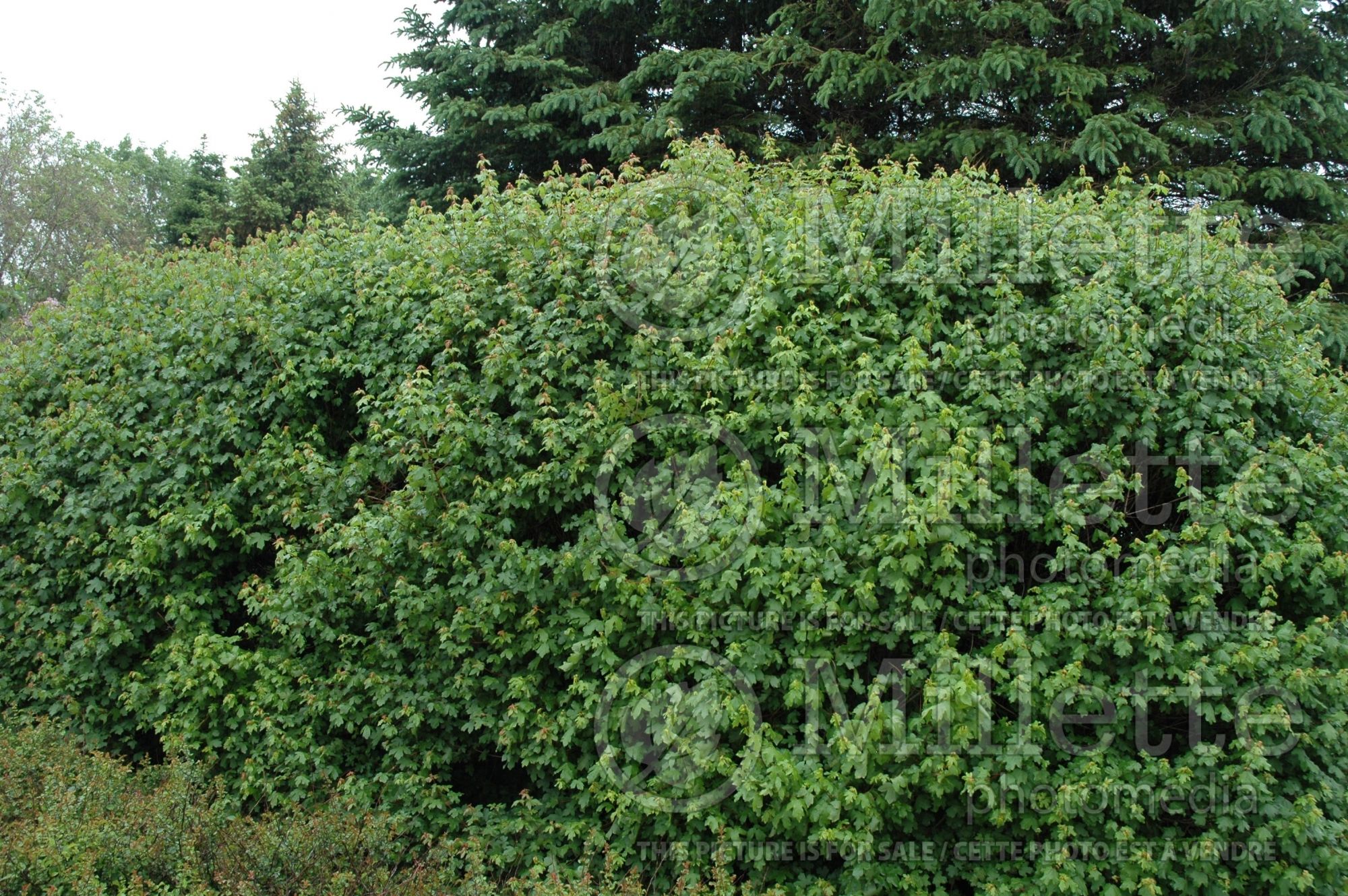Acer campestre - hedge (field maple hedge maple) 5