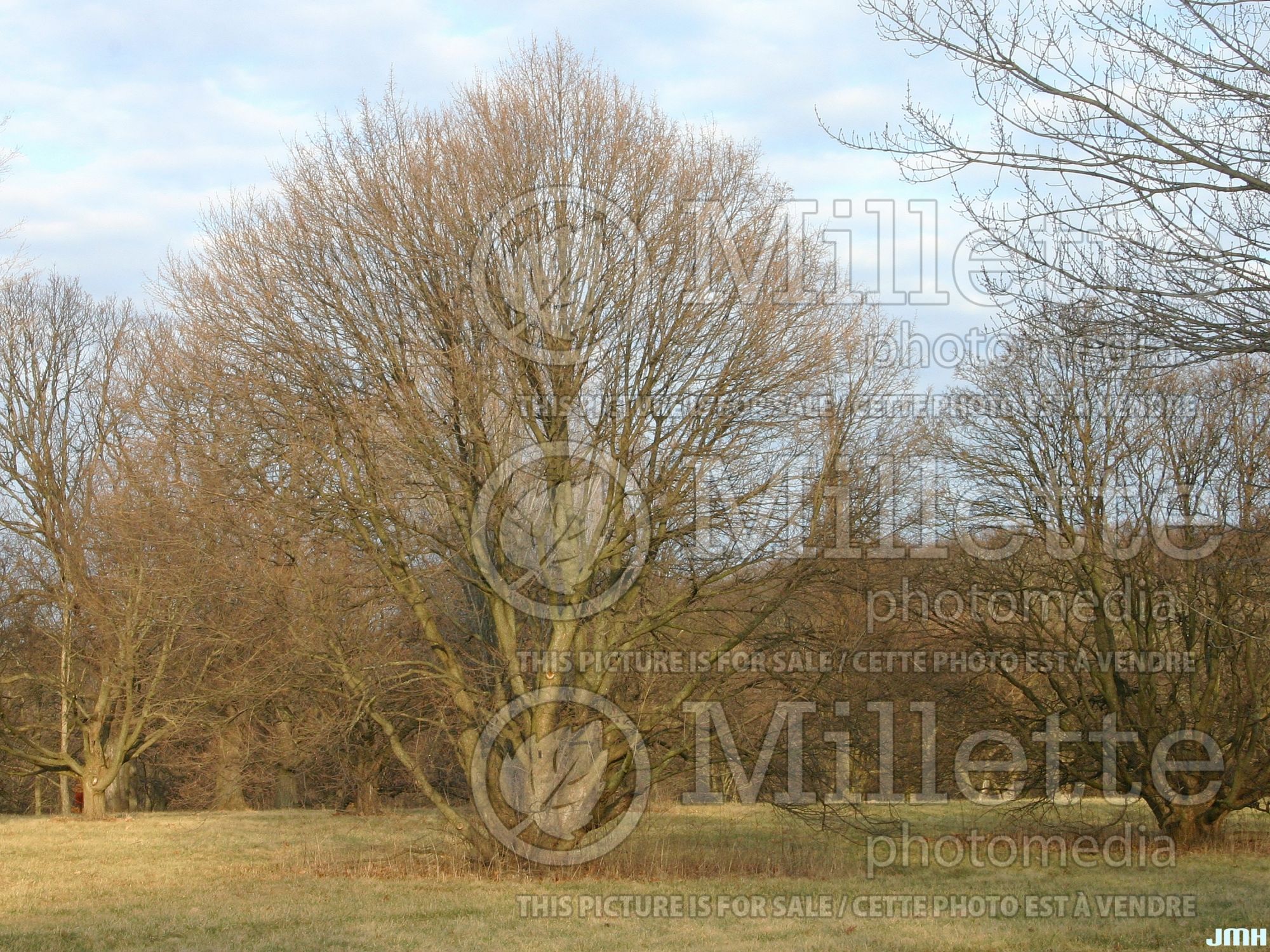 Acer campestre (field maple hedge maple) 3