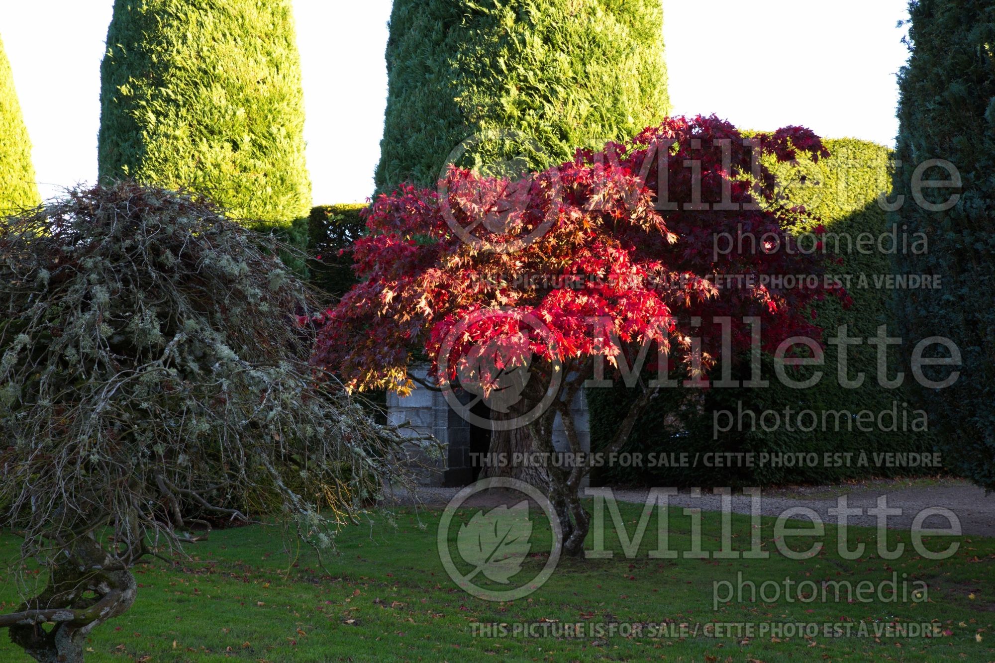 Acer Rubrum (Caucasian maple) 2