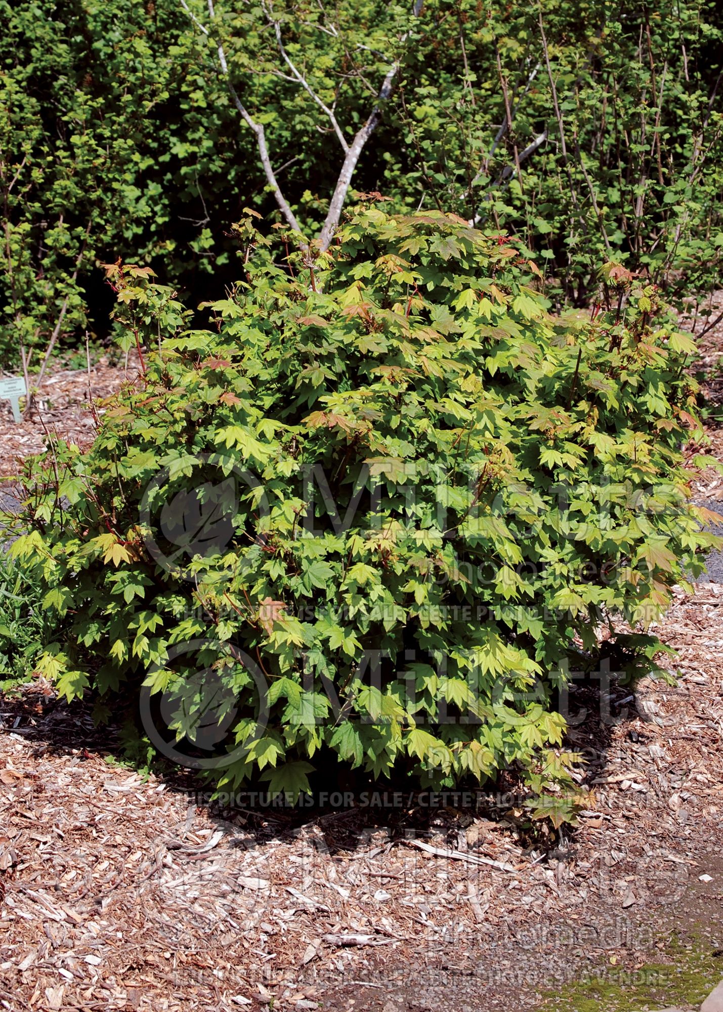 Acer circinatum (Vine Maple) 5
