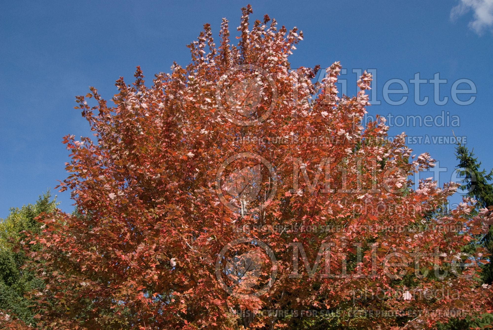 Acer Autumn Blaze aka Jeffsred (Maple) 5