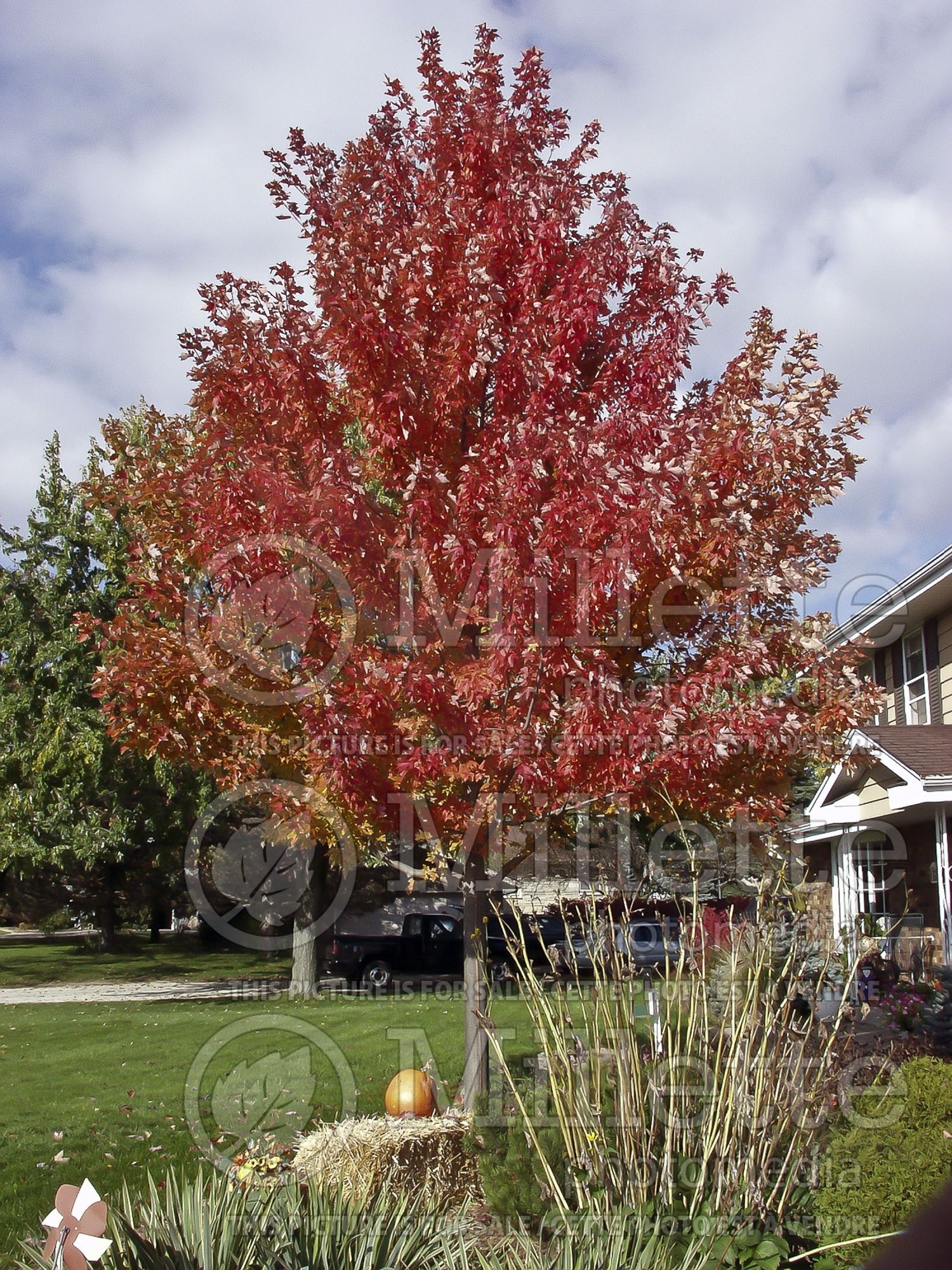 Acer Autumn Blaze aka Jeffsred (Maple) 6