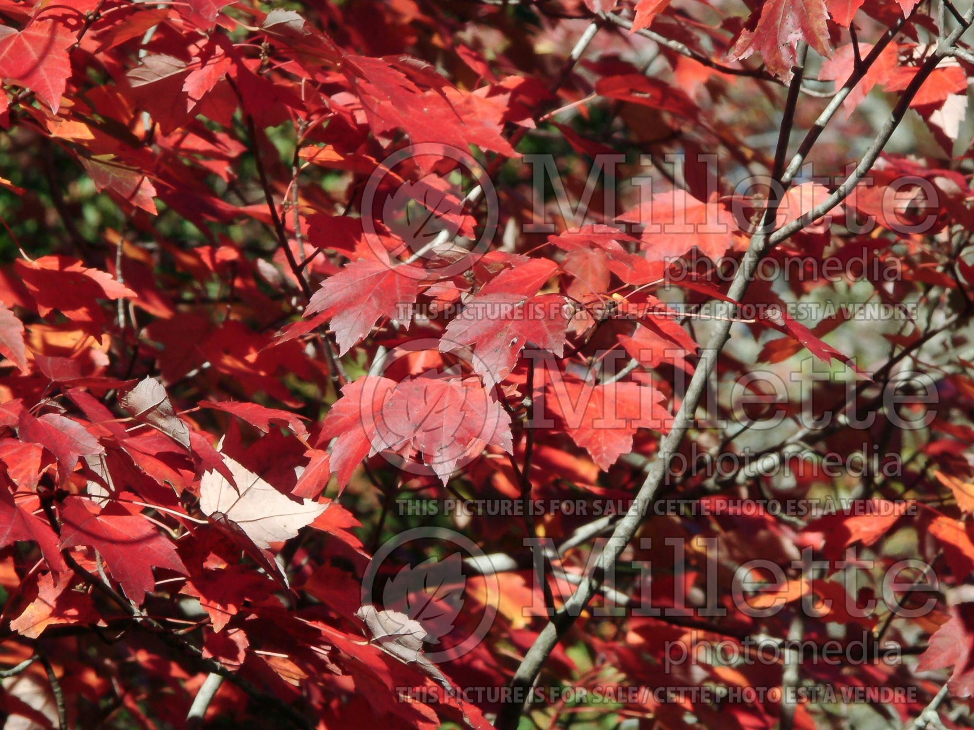 Acer Autumn Fantasy (Maple) 2