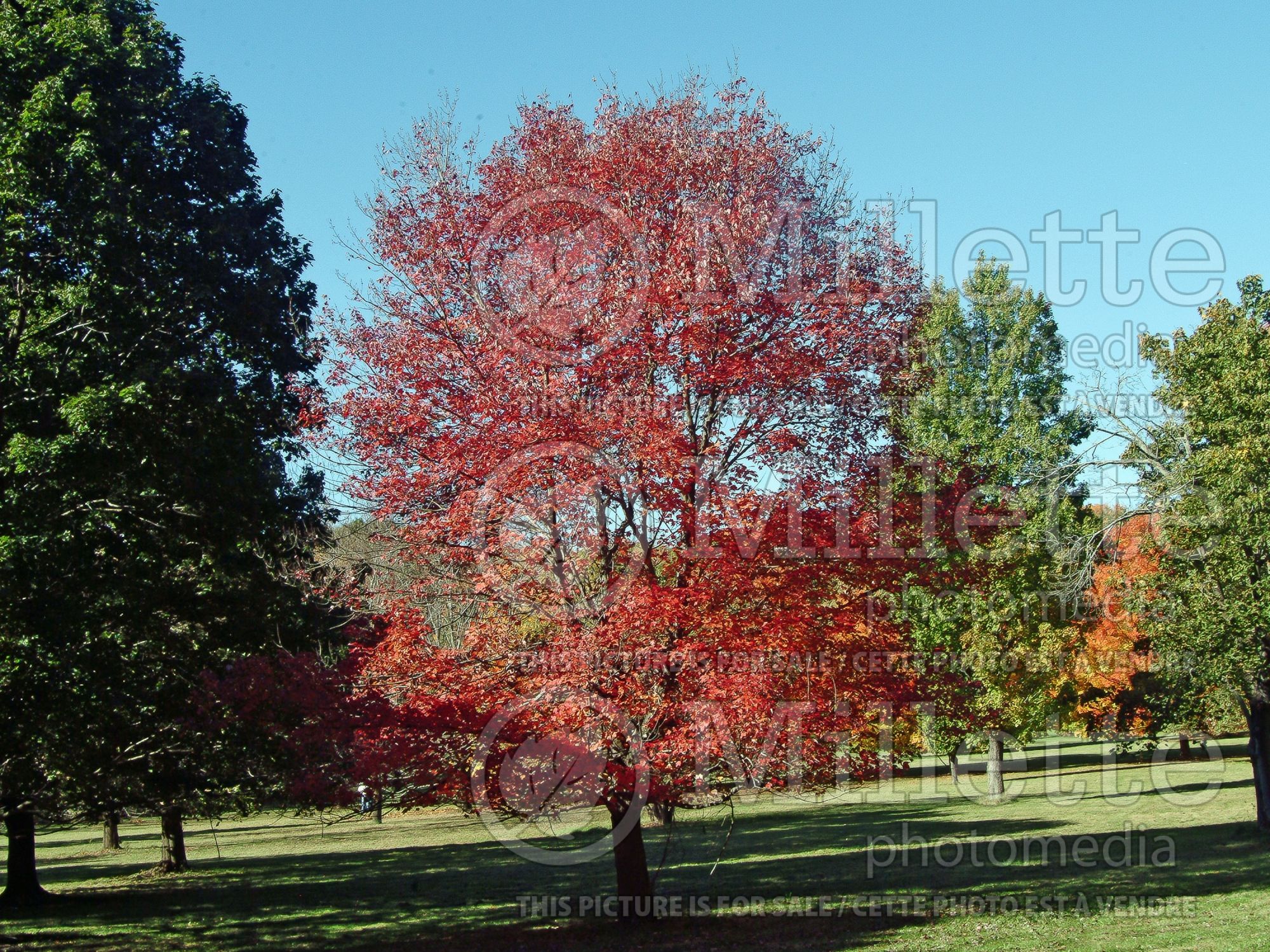 Acer Autumn Fantasy (Maple) 3
