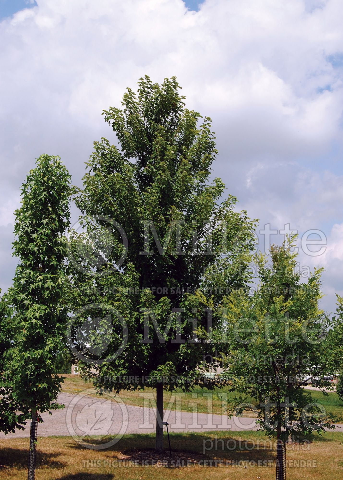 Acer Celebration aka Celzam (Maple) 2