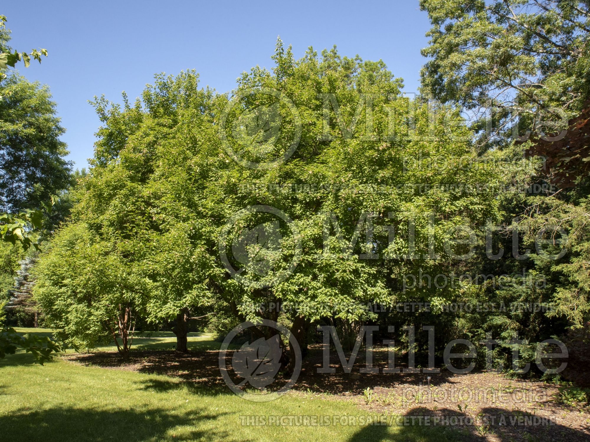 Acer ginnala (Amur Maple) 12