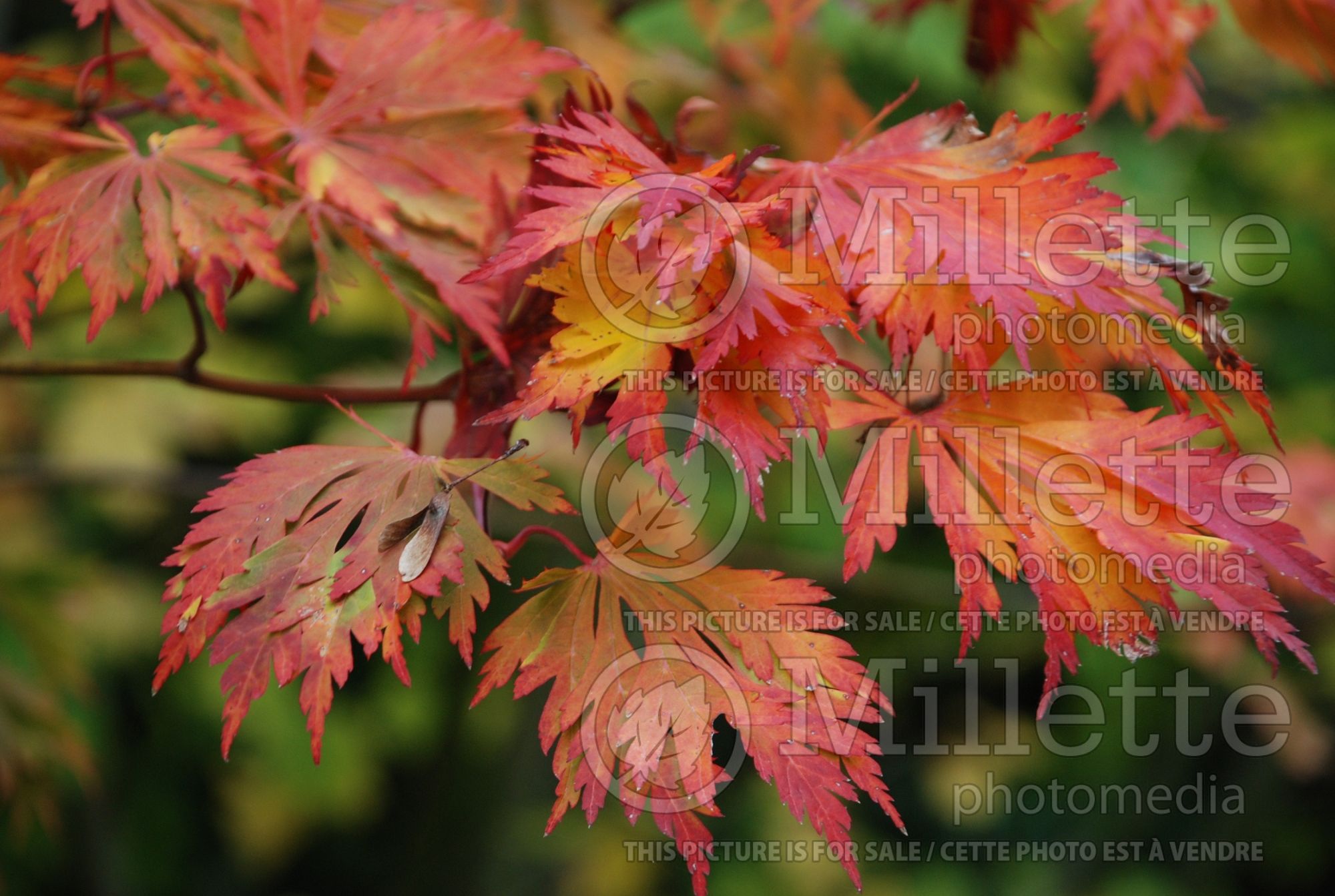 Acer Aconitifolium (Japanese Maple) 1