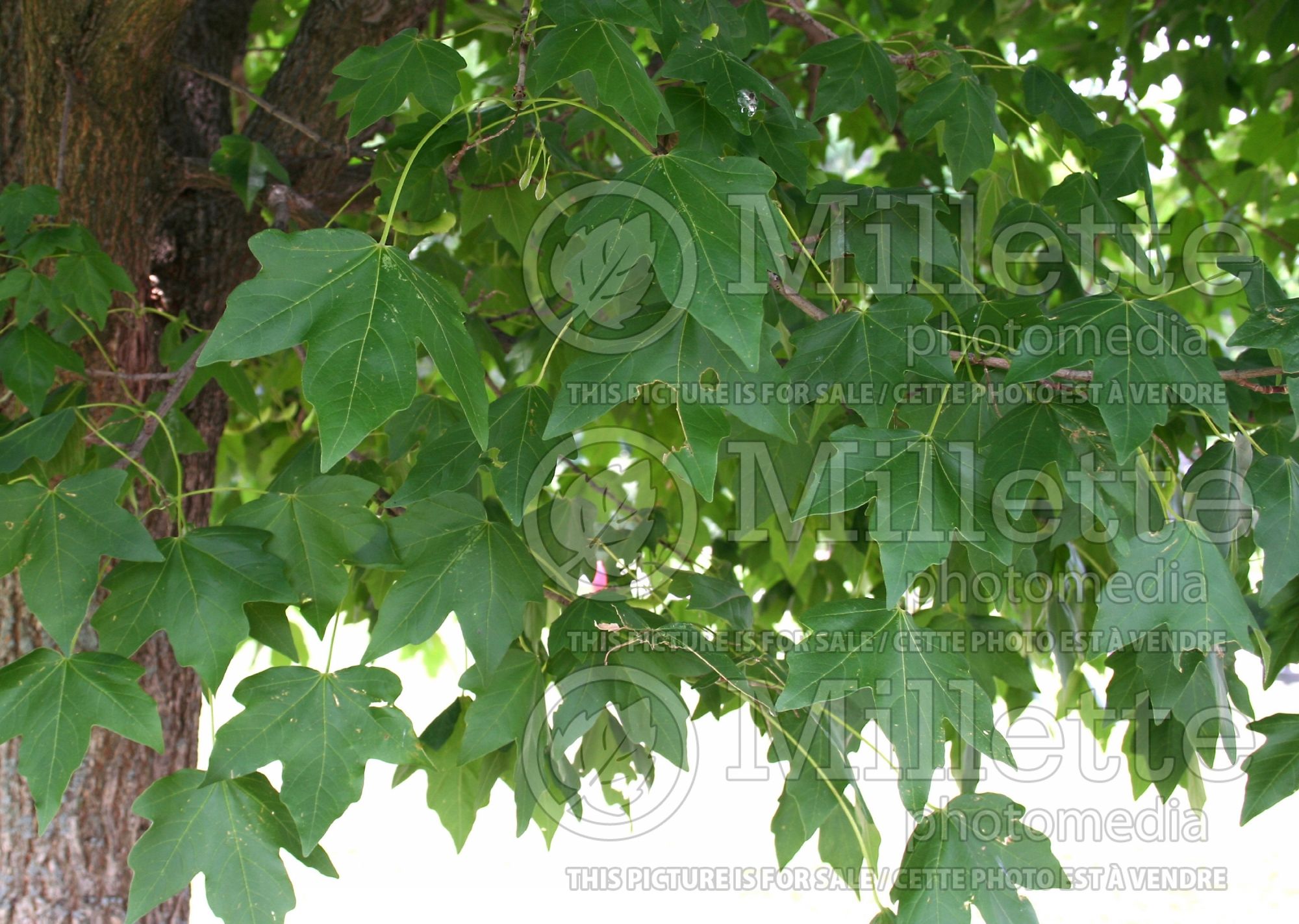 Acer Morton aka State Street (miyabe maple) 1