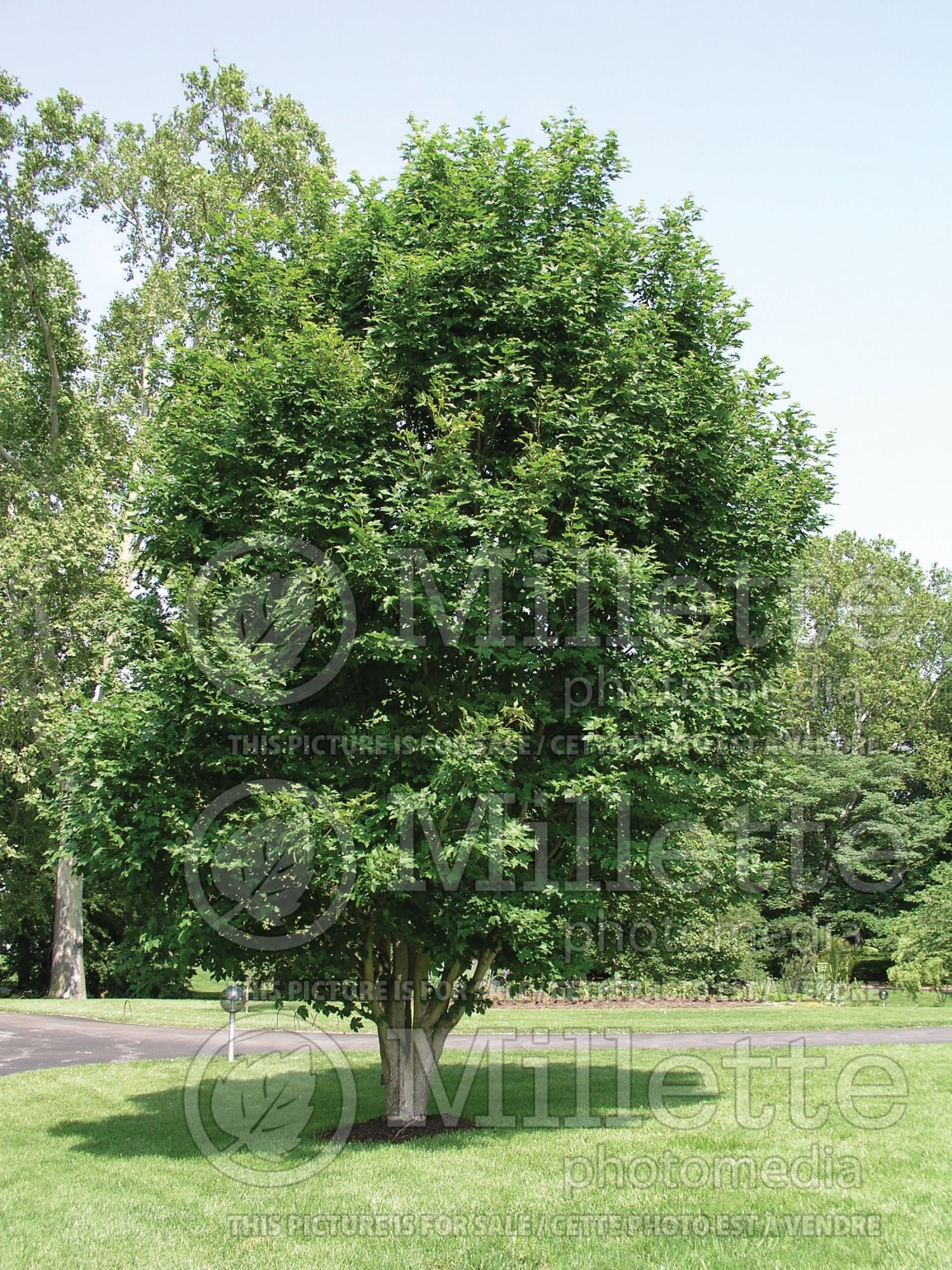 Acer Morton aka State Street (miyabe maple) 6
