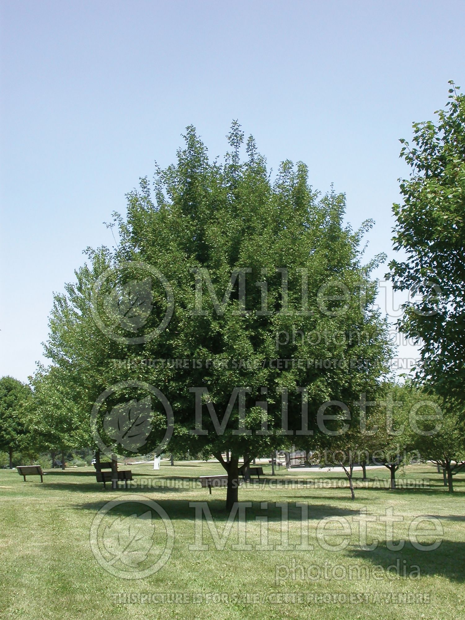 Acer Morton aka State Street (miyabe maple) 5