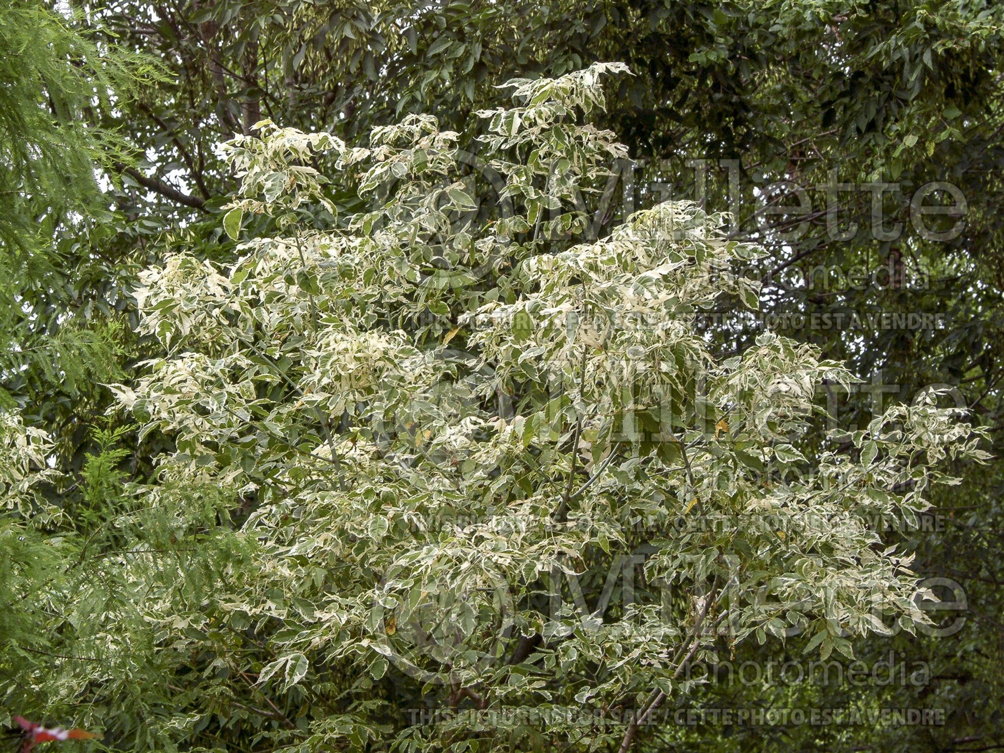 Acer Flamingo (Box Elder Maple) 4