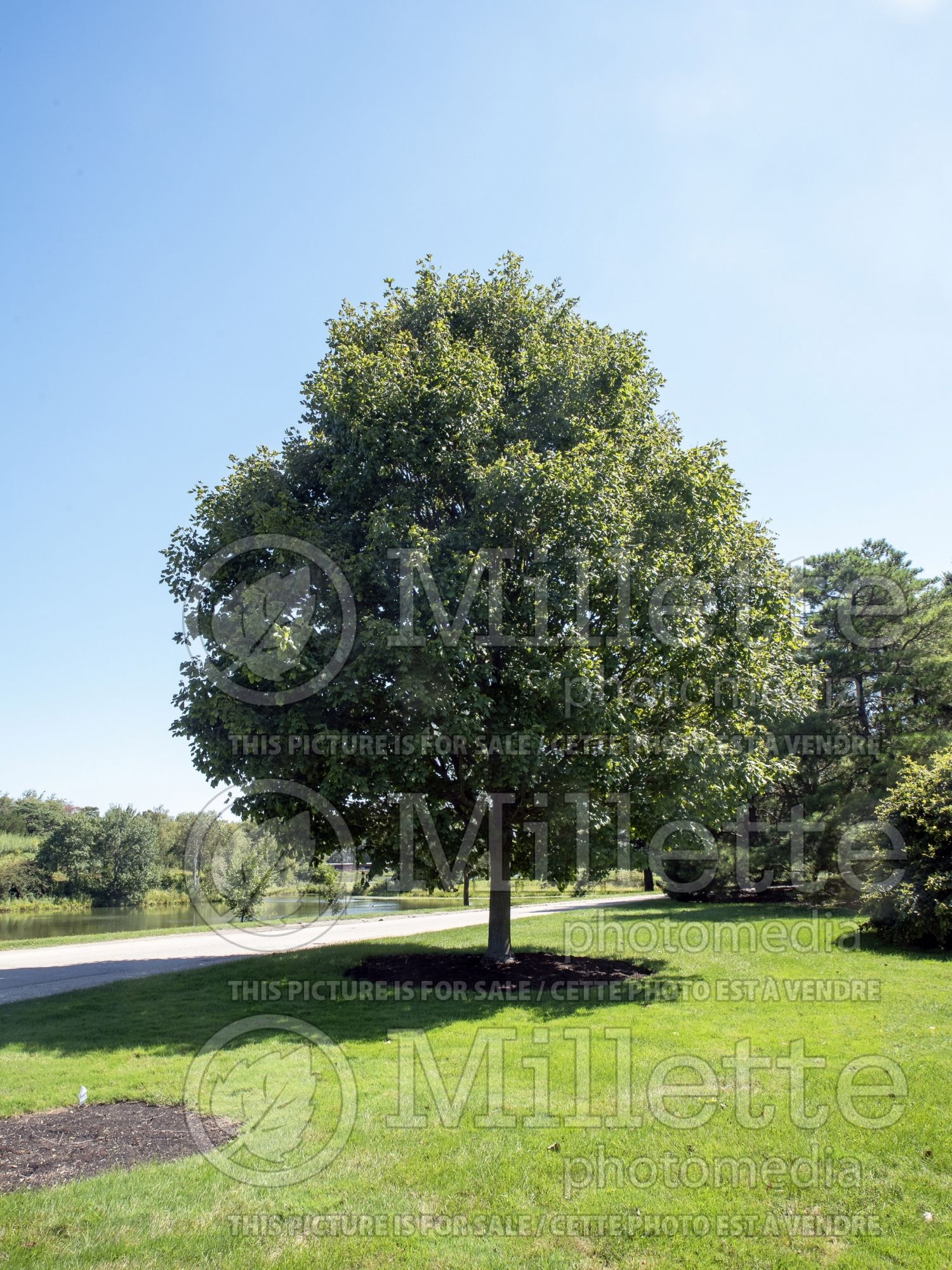 Acer Green Column aka Greencolumn (Black Maple) 3