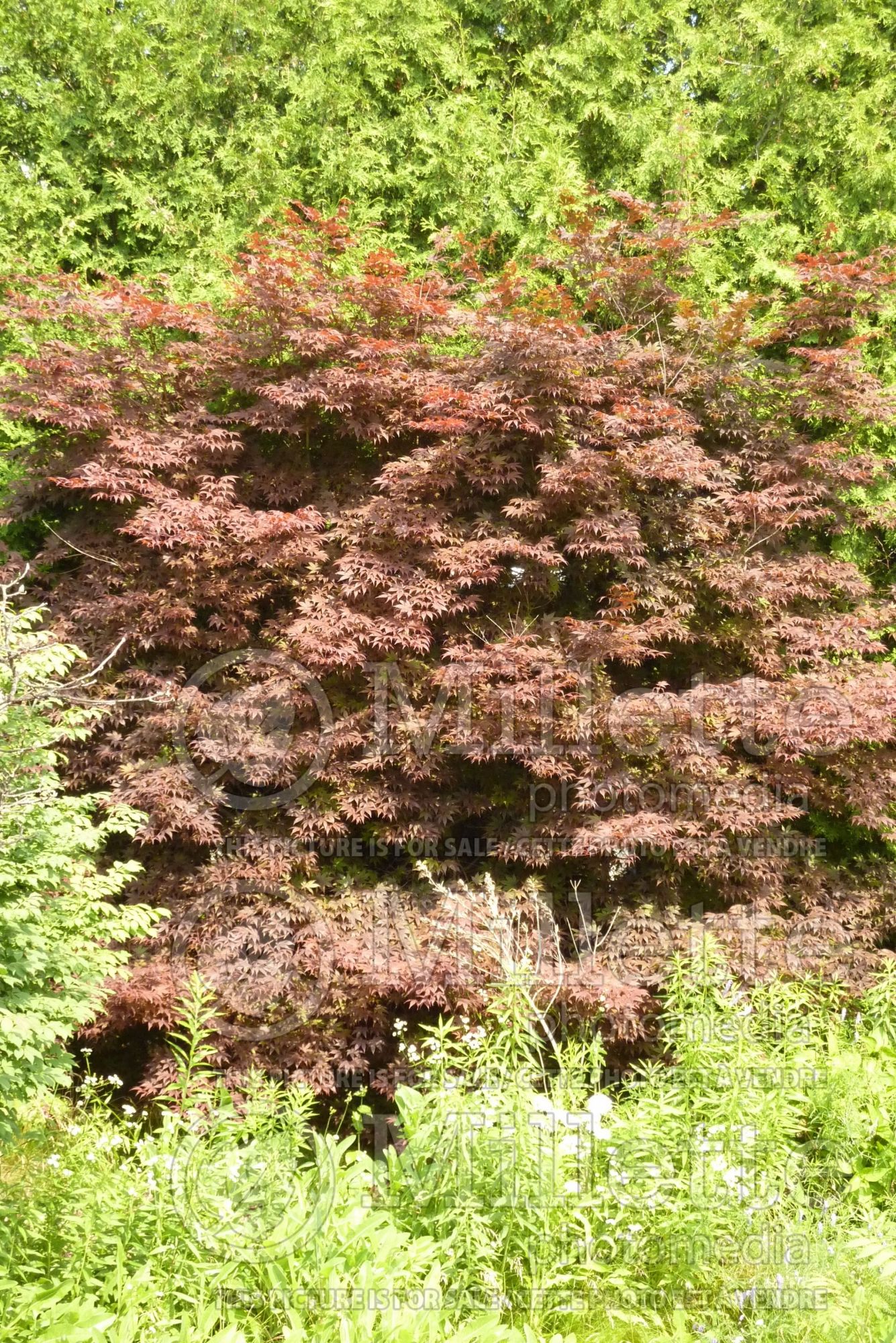 Acer palmatum (Japanese maple) 6