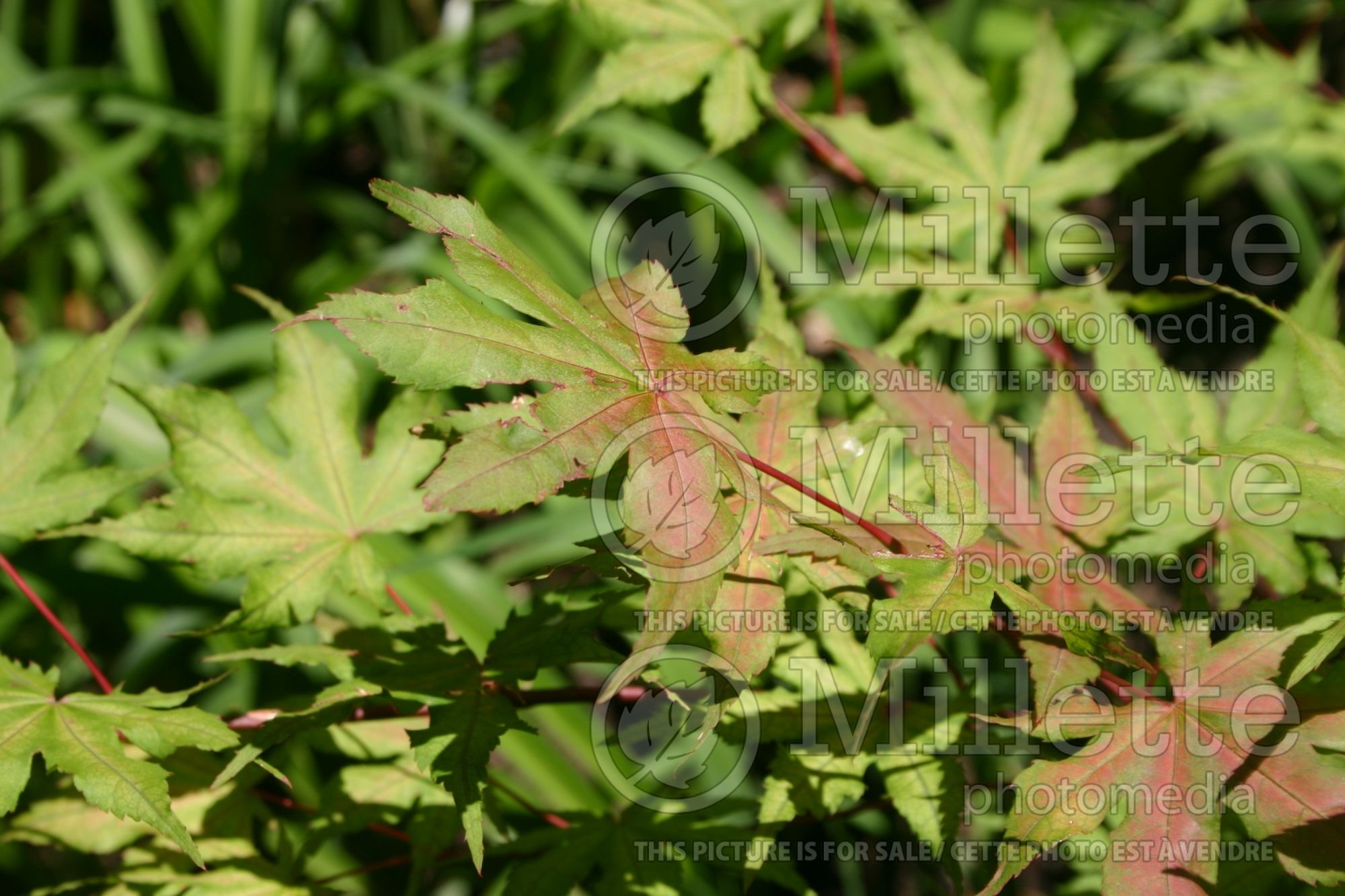 Acer Aka shigitatsu sawa (Japanese Maple – érable japonais) 2