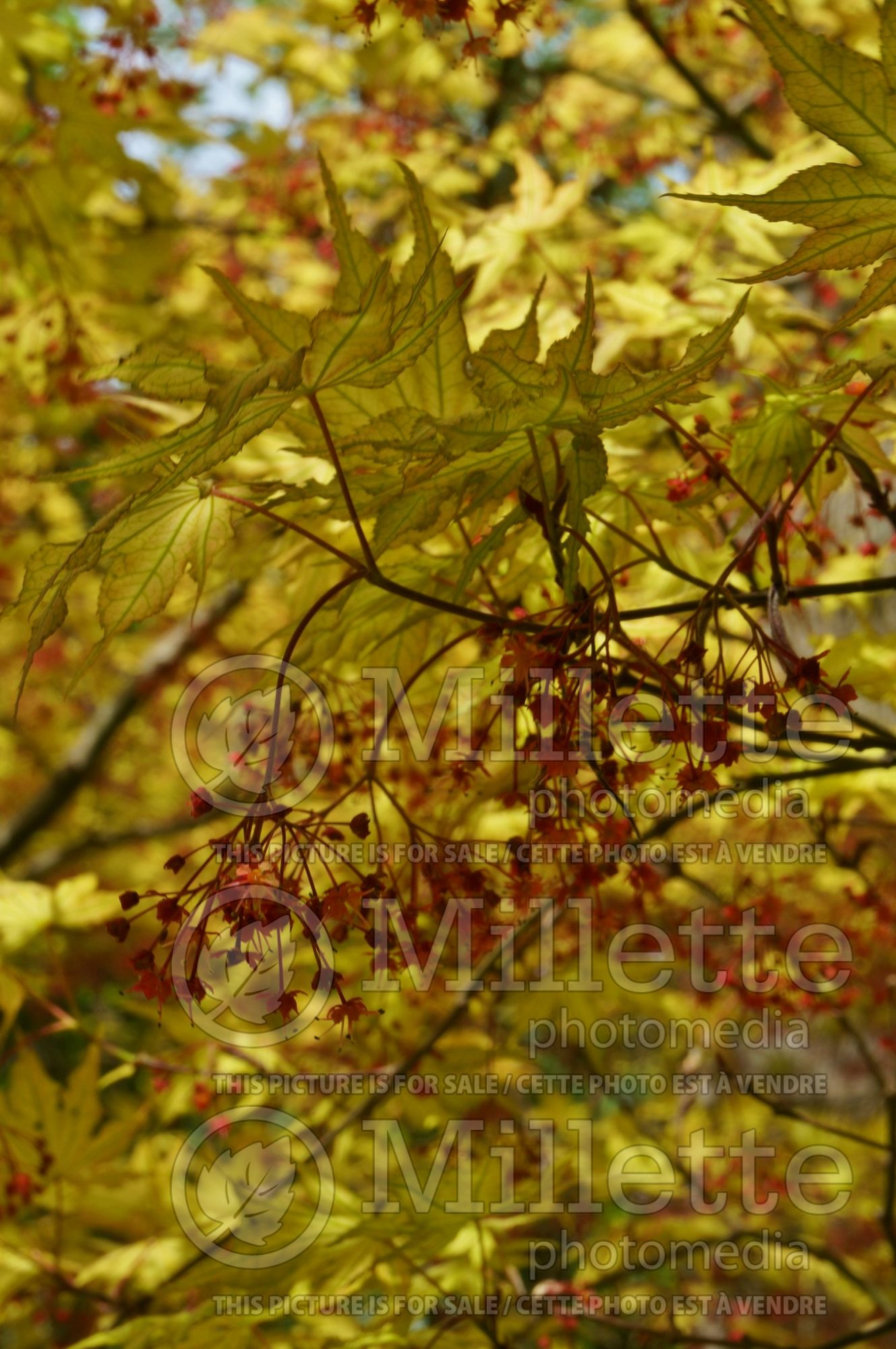 Acer Aka shigitatsu sawa (Japanese Maple – érable japonais) 3