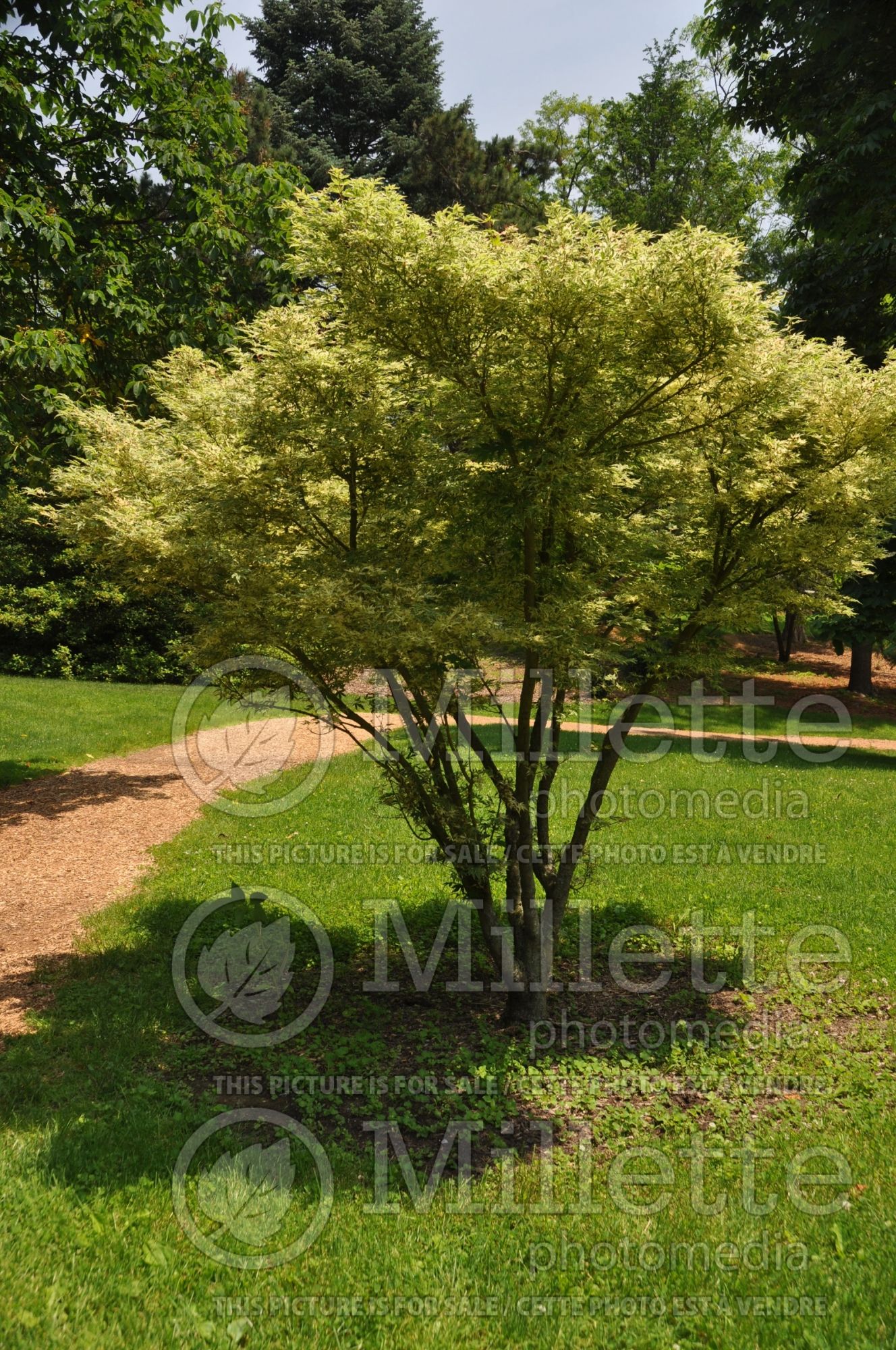 Acer Butterfly (Japanese Maple) 2