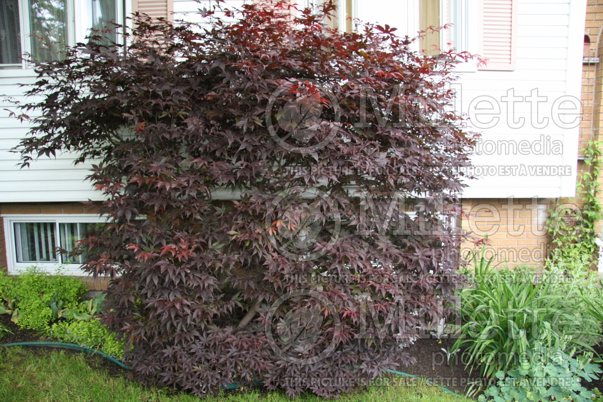Acer Garnet (Japanese Maple) 2