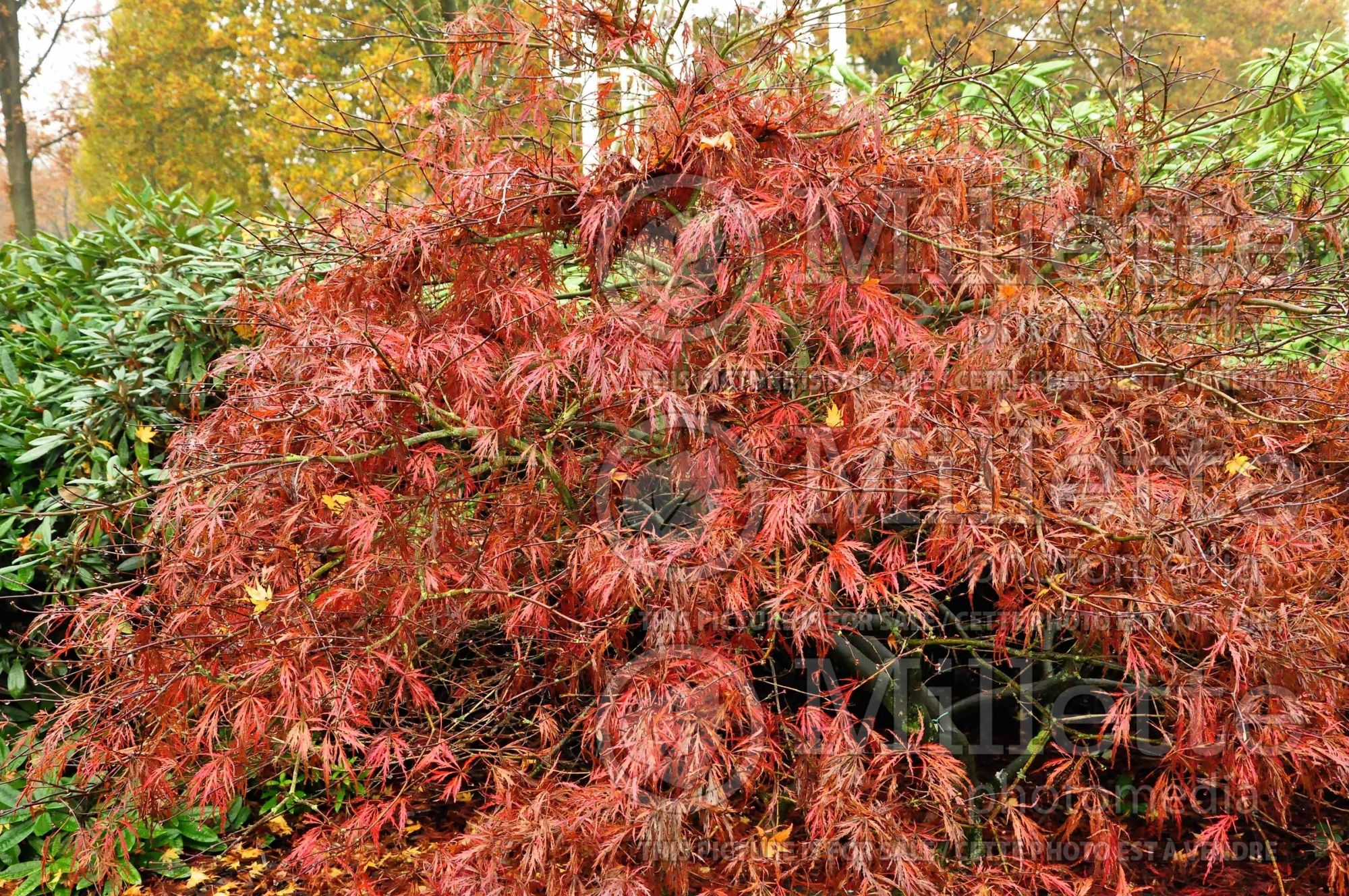 Acer Garnet (Japanese Maple) 3