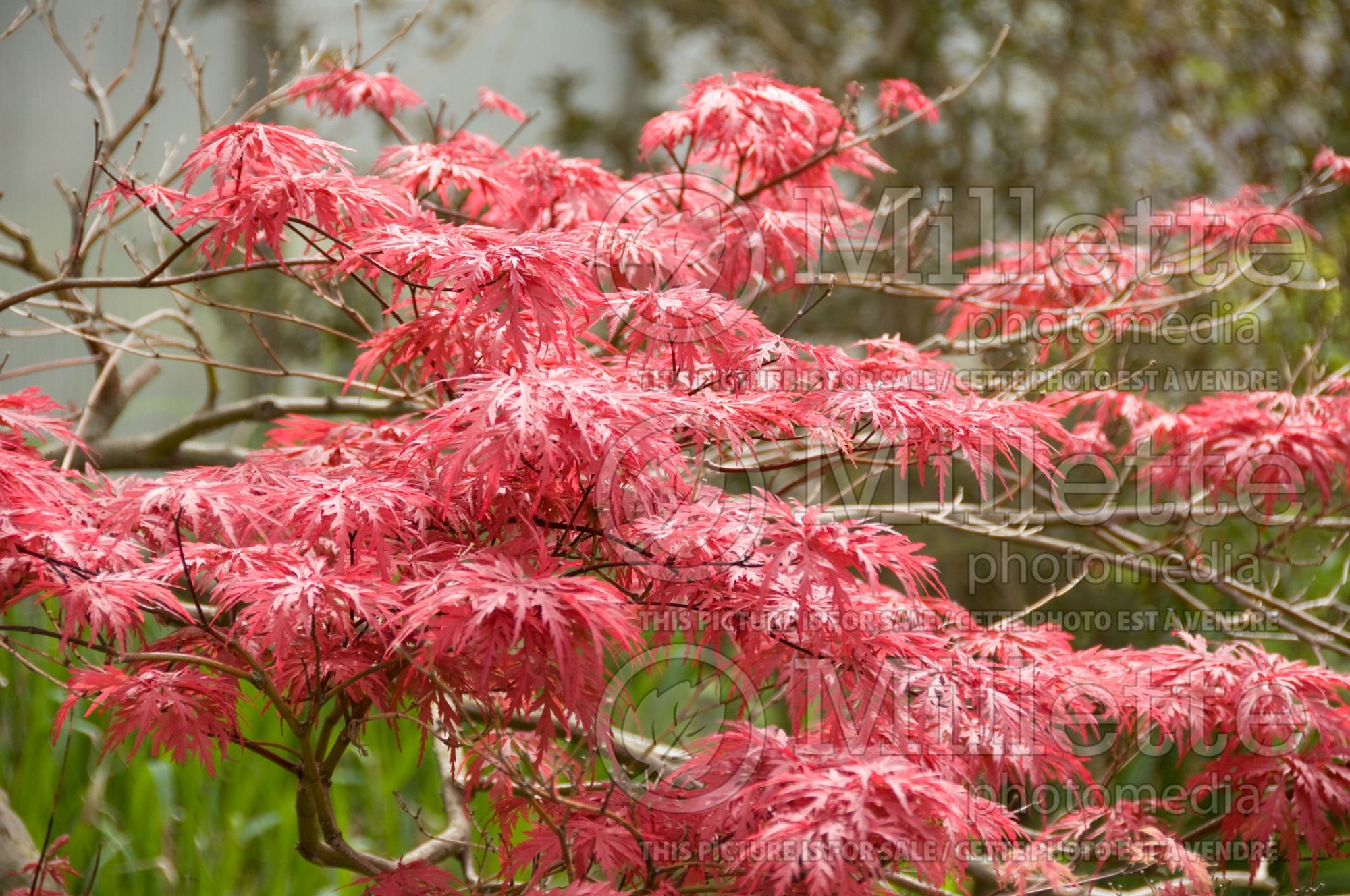 Acer Garnet (Japanese Maple) 5