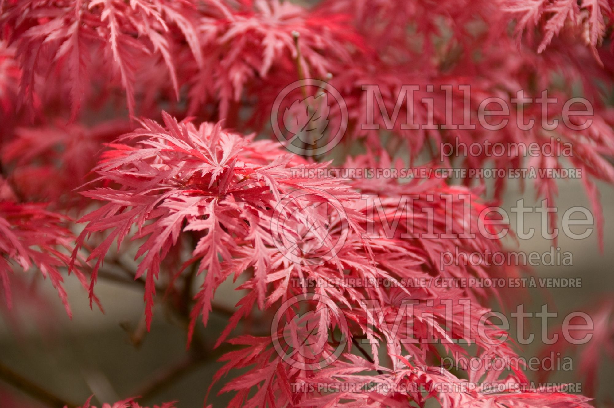Acer Garnet (Japanese Maple) 6