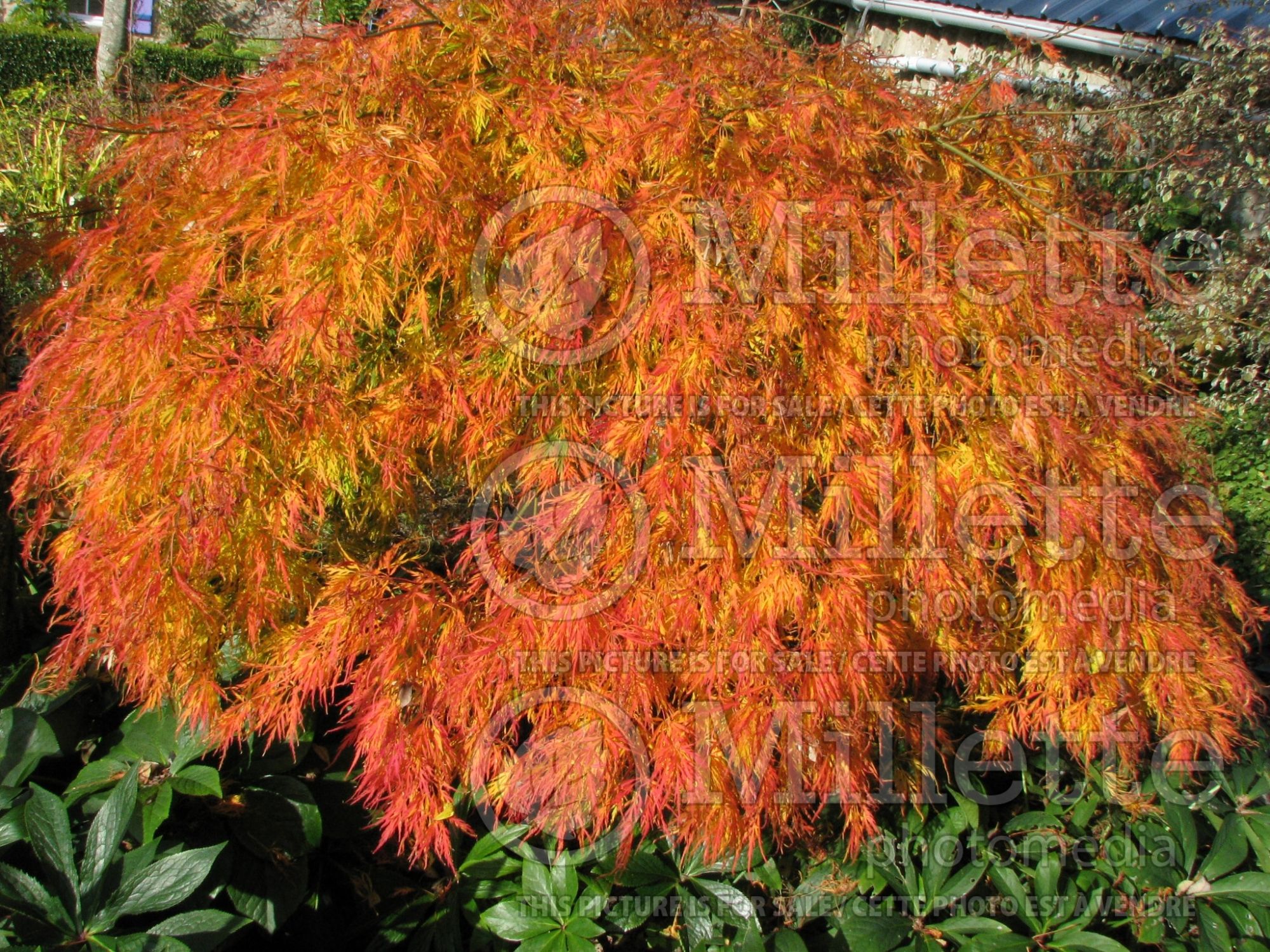 Acer Viridis (Japanese maple) 9