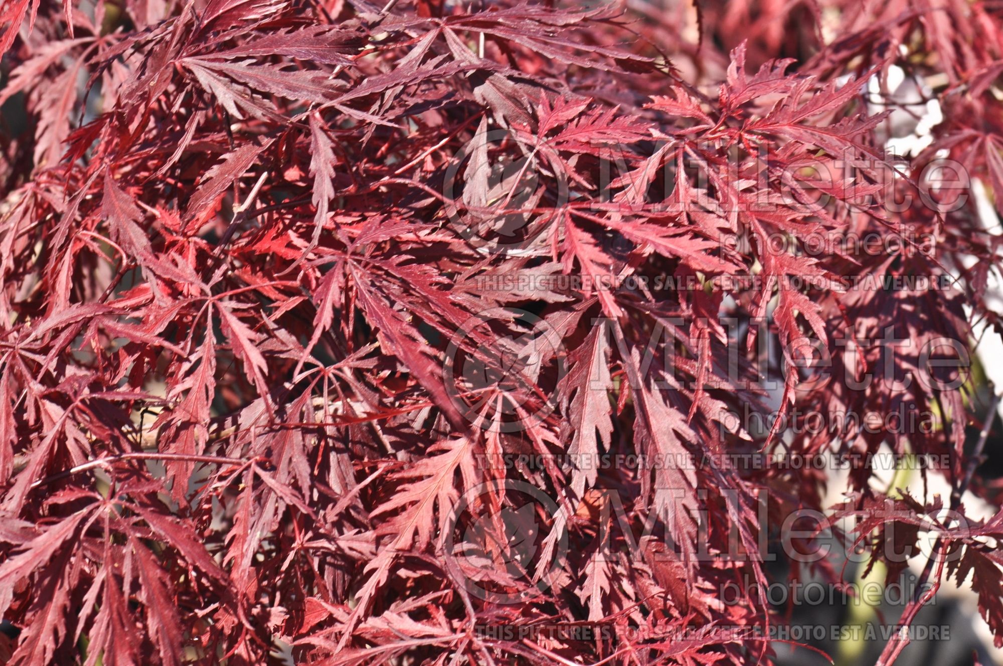 Acer Inaba-shidare (Japanese Maple) 5