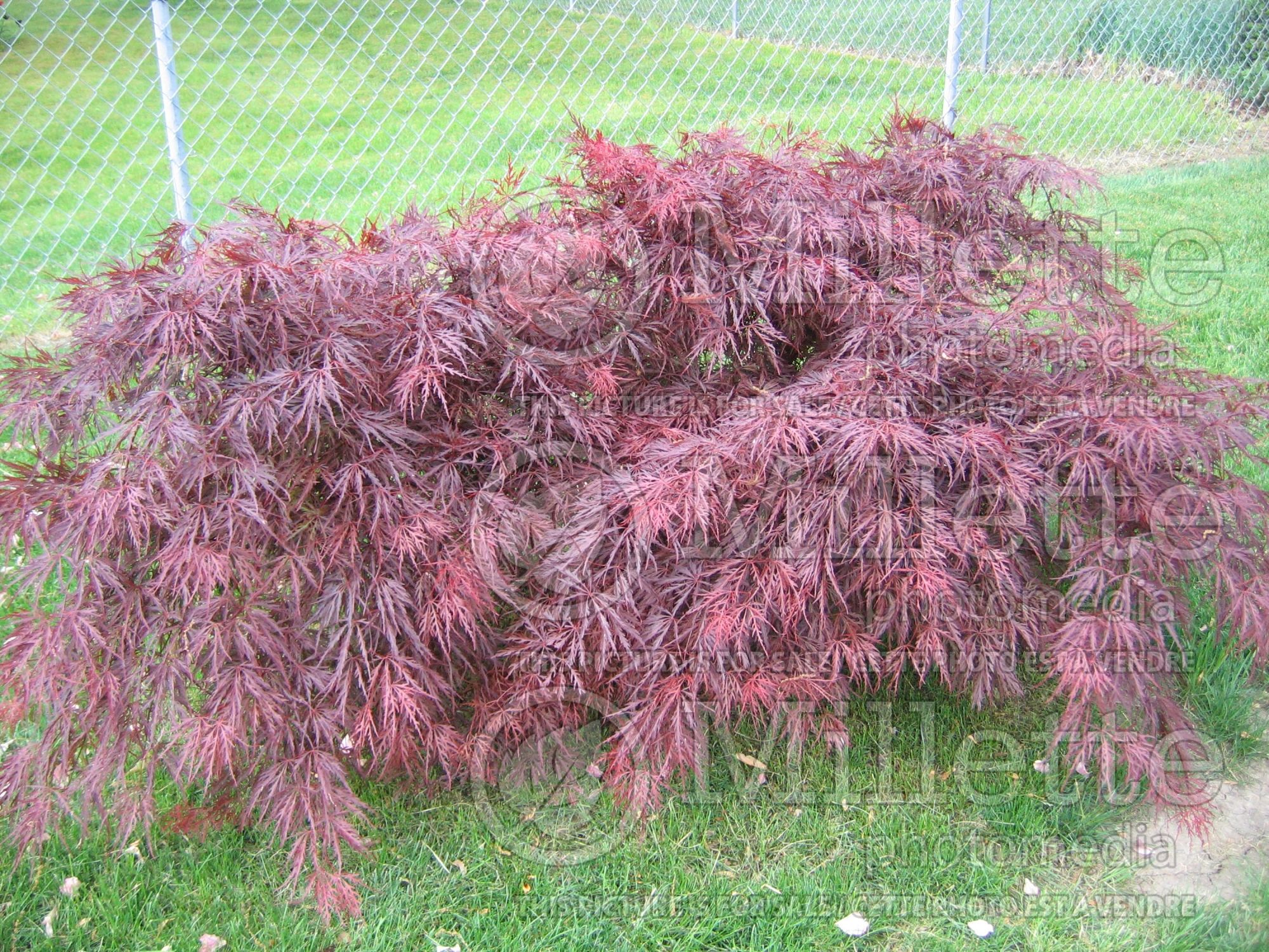 Acer palmatum (Japanese maple) 5