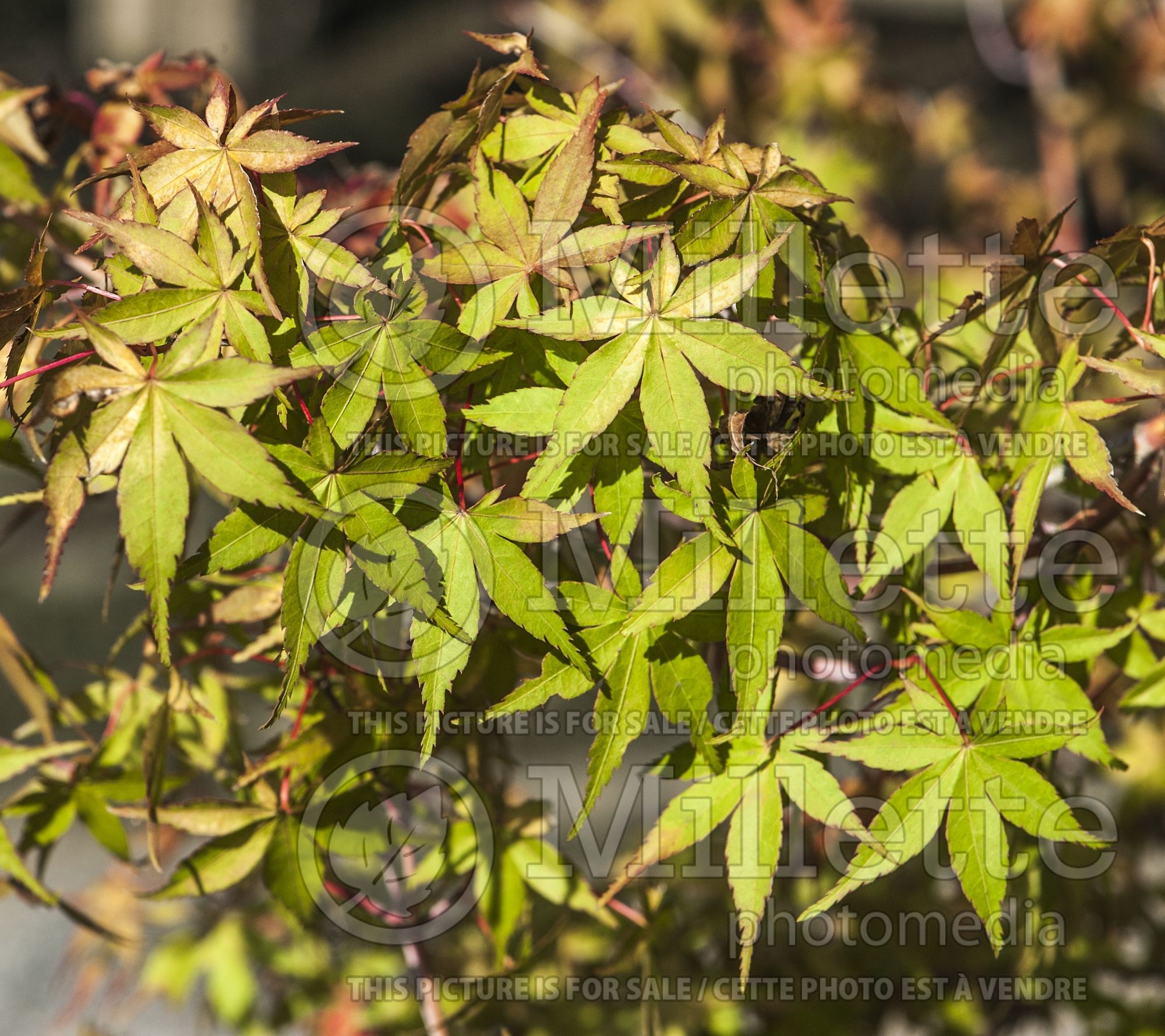 Acer Katsura (Japanese Maple – érable japonais) 3