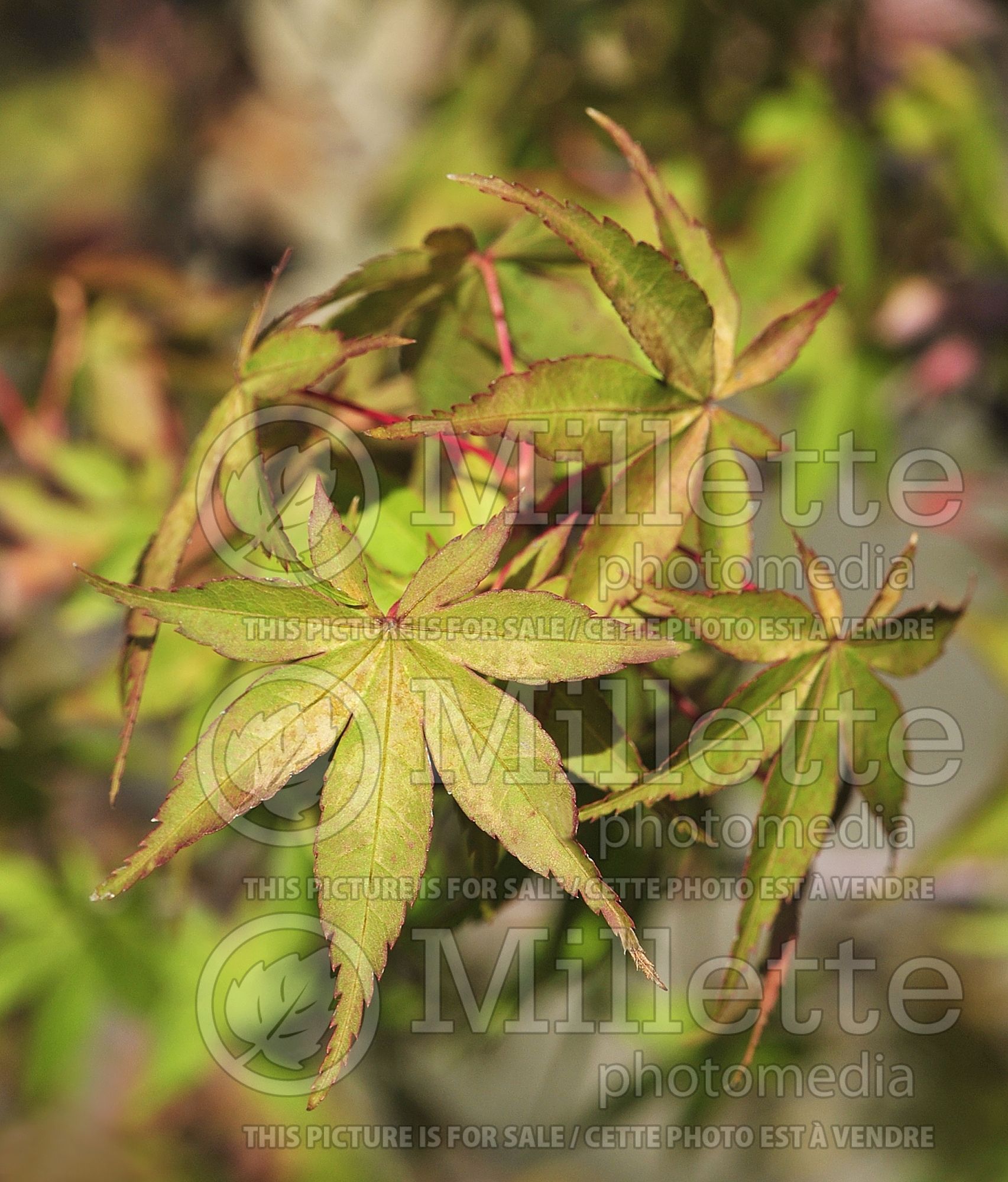 Acer Katsura (Japanese Maple – érable japonais) 4