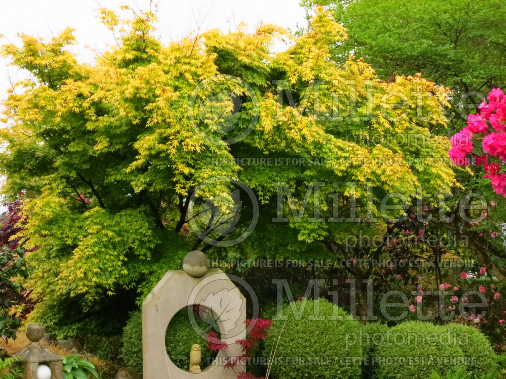 Acer Katsura (Japanese Maple – érable japonais) 6
