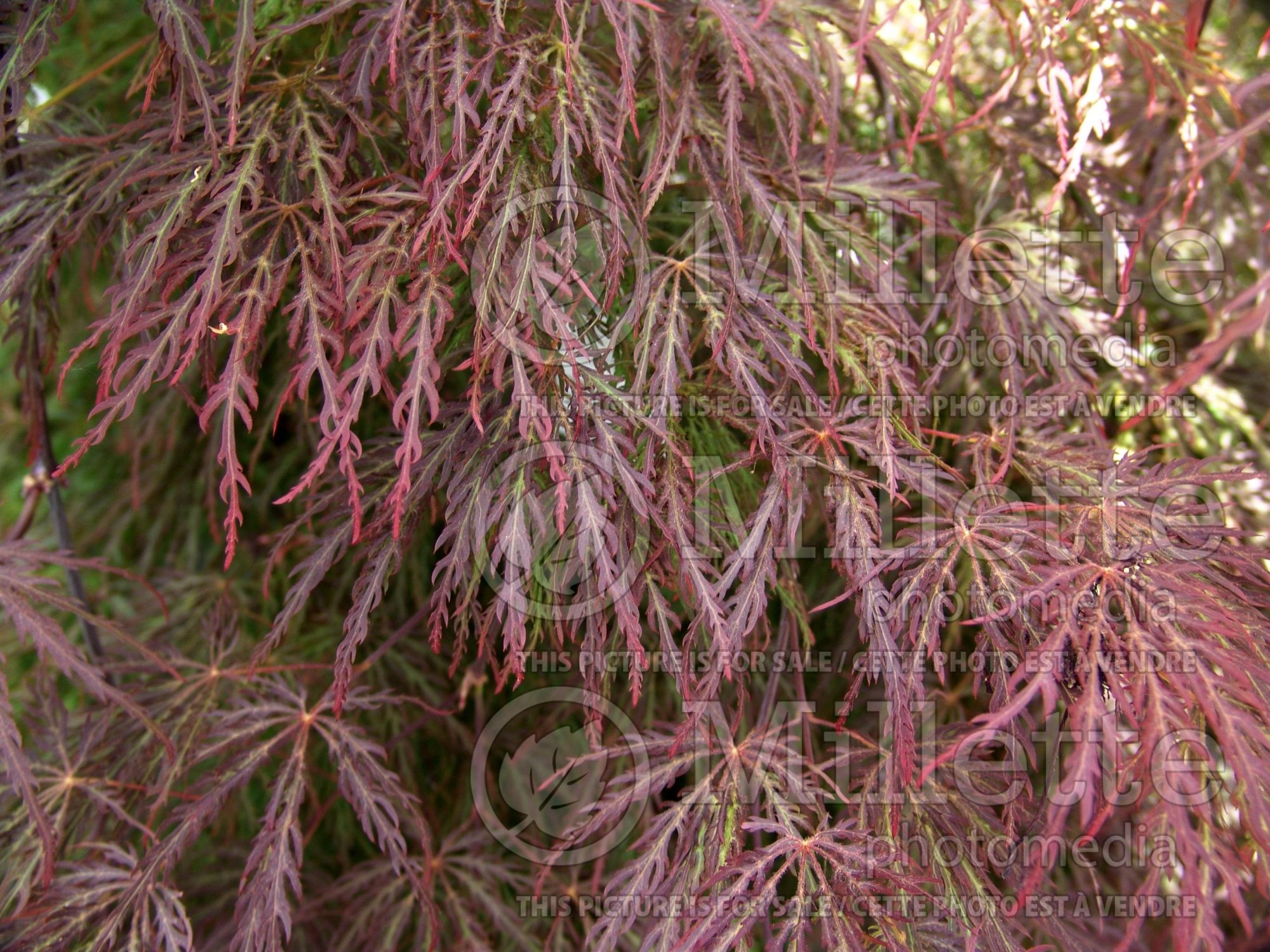 Acer Red Select (Japanese Maple) 2