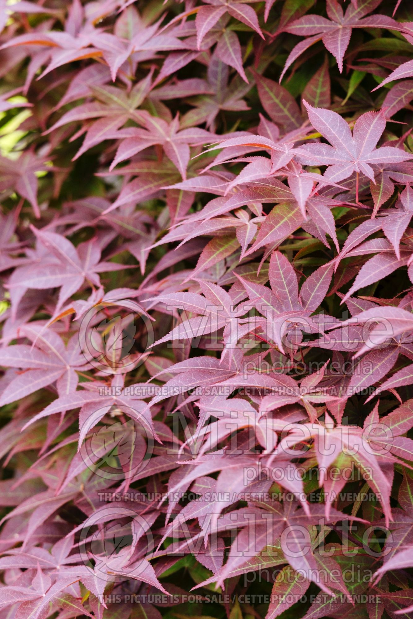 Acer Rhode Island Red (Japanese maple) 2