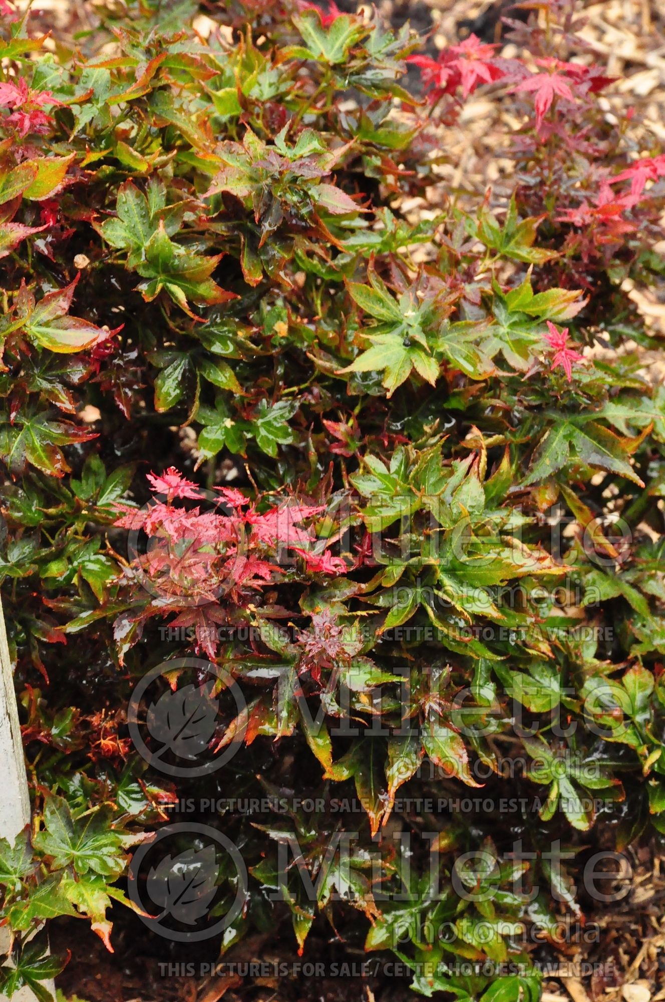 Acer Ruby Stars (Japanese Maple – érable japonais) 1