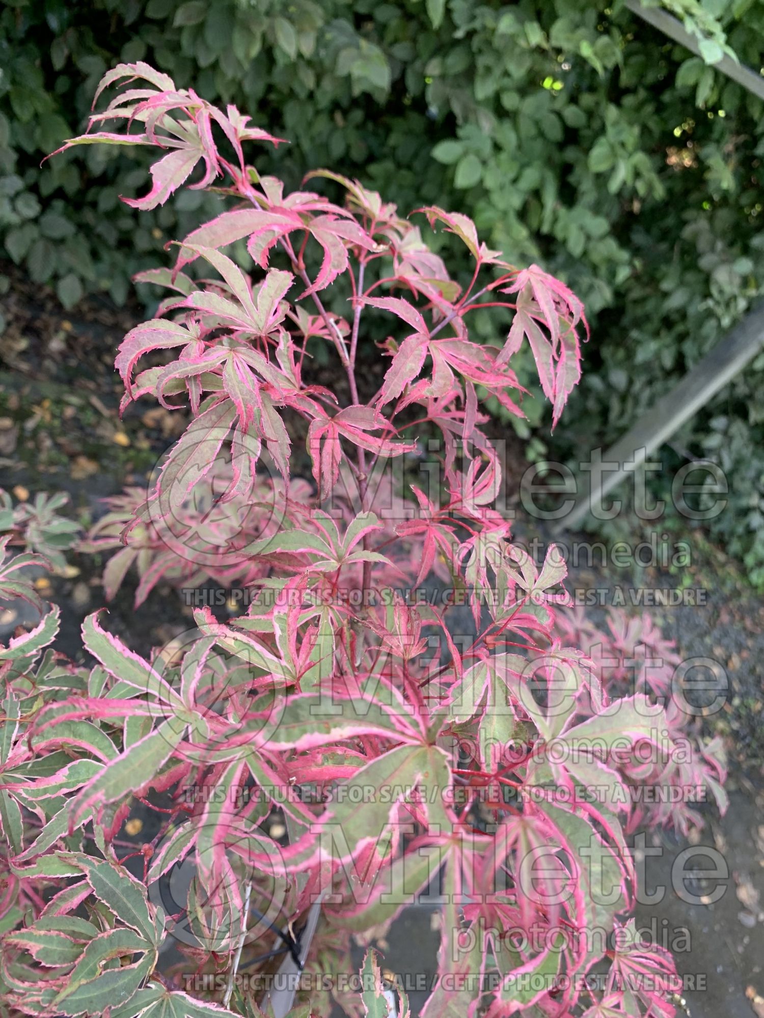Acer Shirazz aka Gwen's Rose Delight (Japanese Maple - Érable japonais) 2