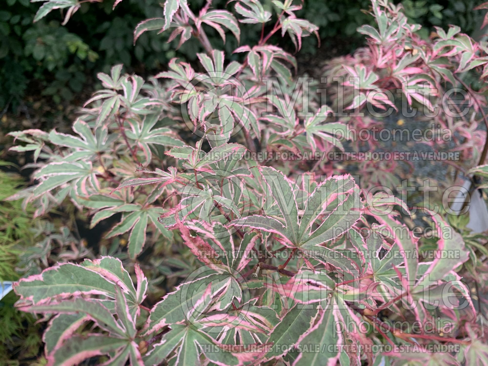 Acer Shirazz aka Gwen's Rose Delight (Japanese Maple - Érable japonais) 3