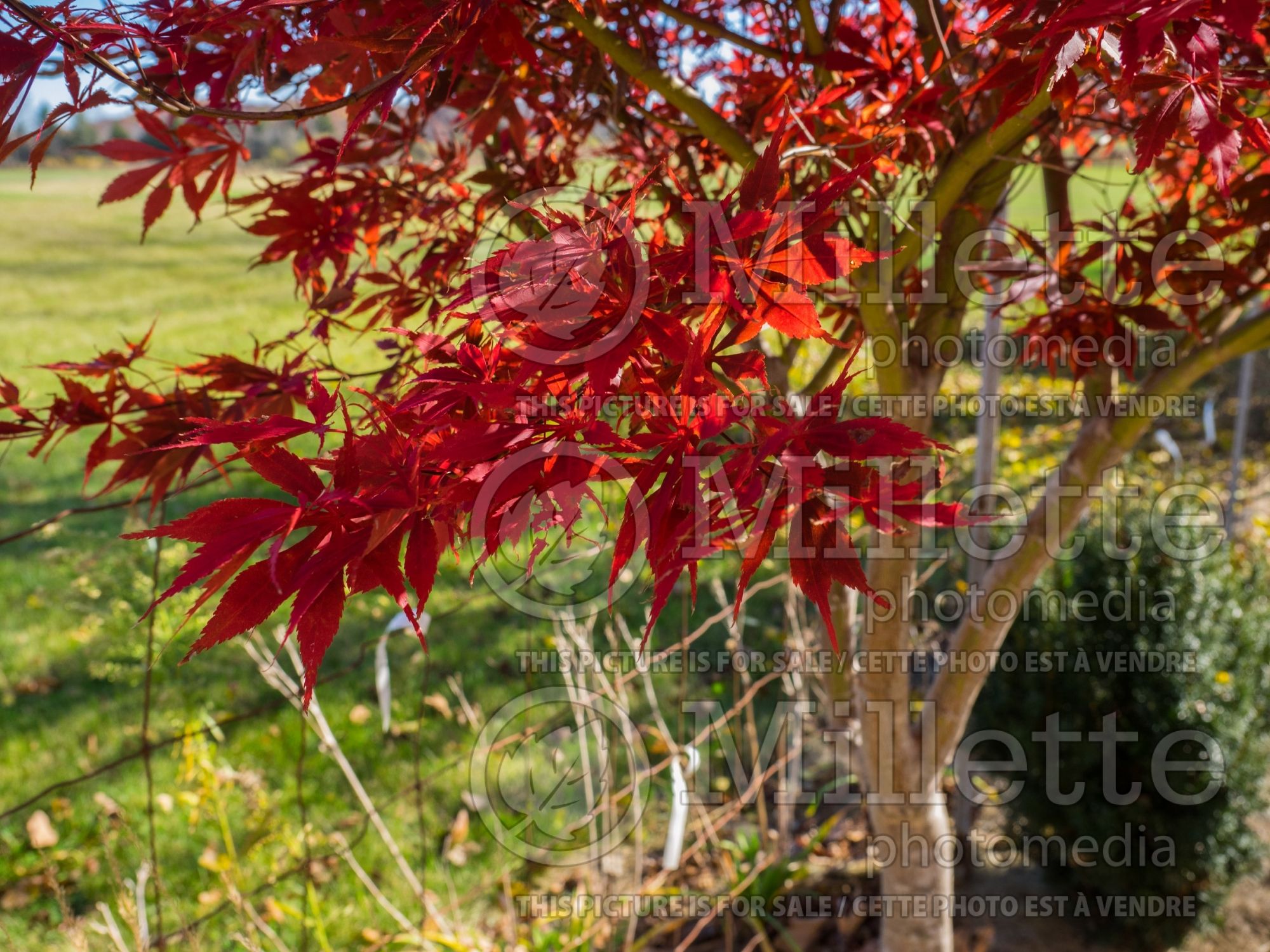 Acer Suminagashi (Japanese maple) 1
