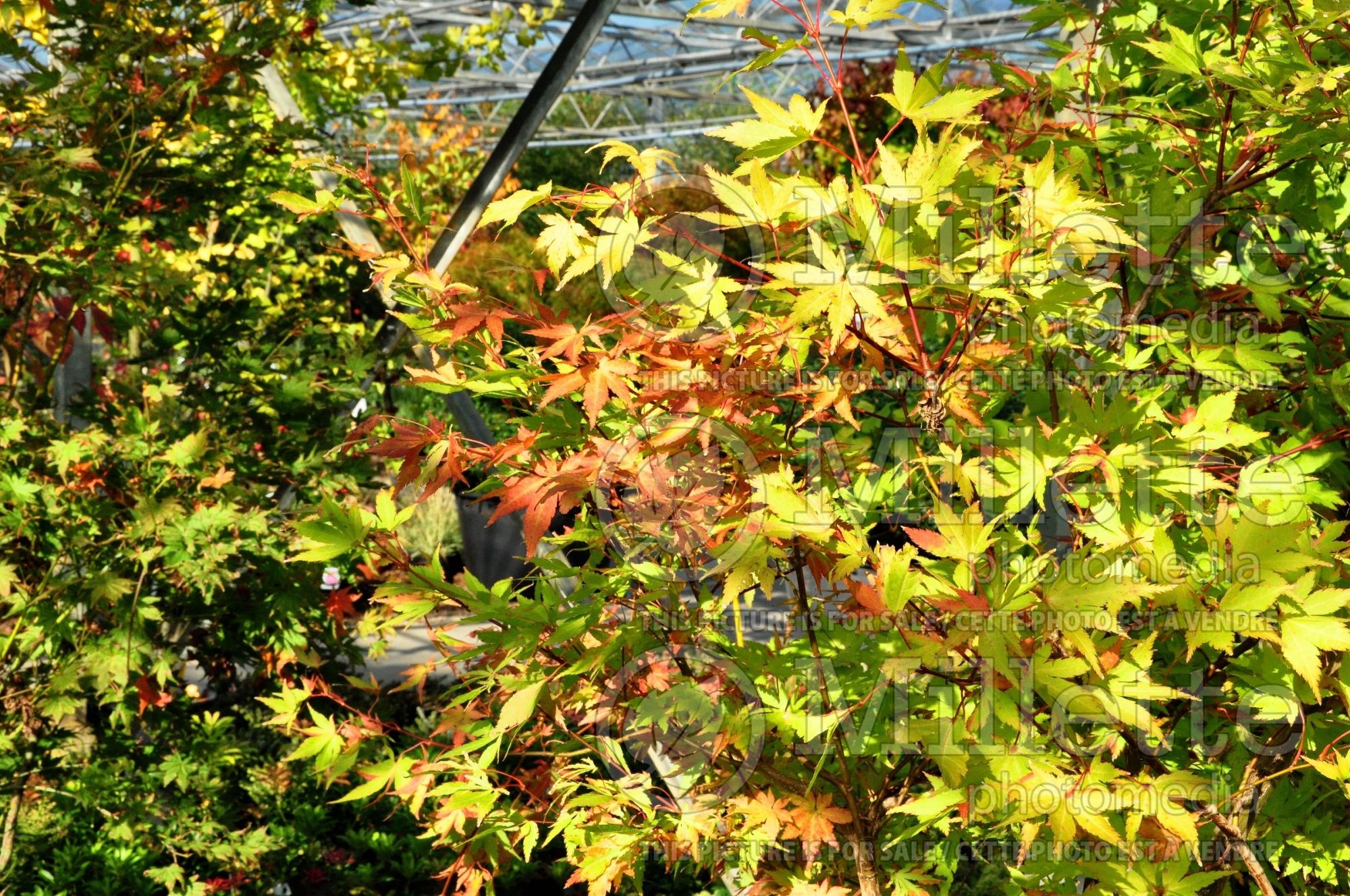 Acer Summer Gold (Japanese Maple – érable japonais) 1