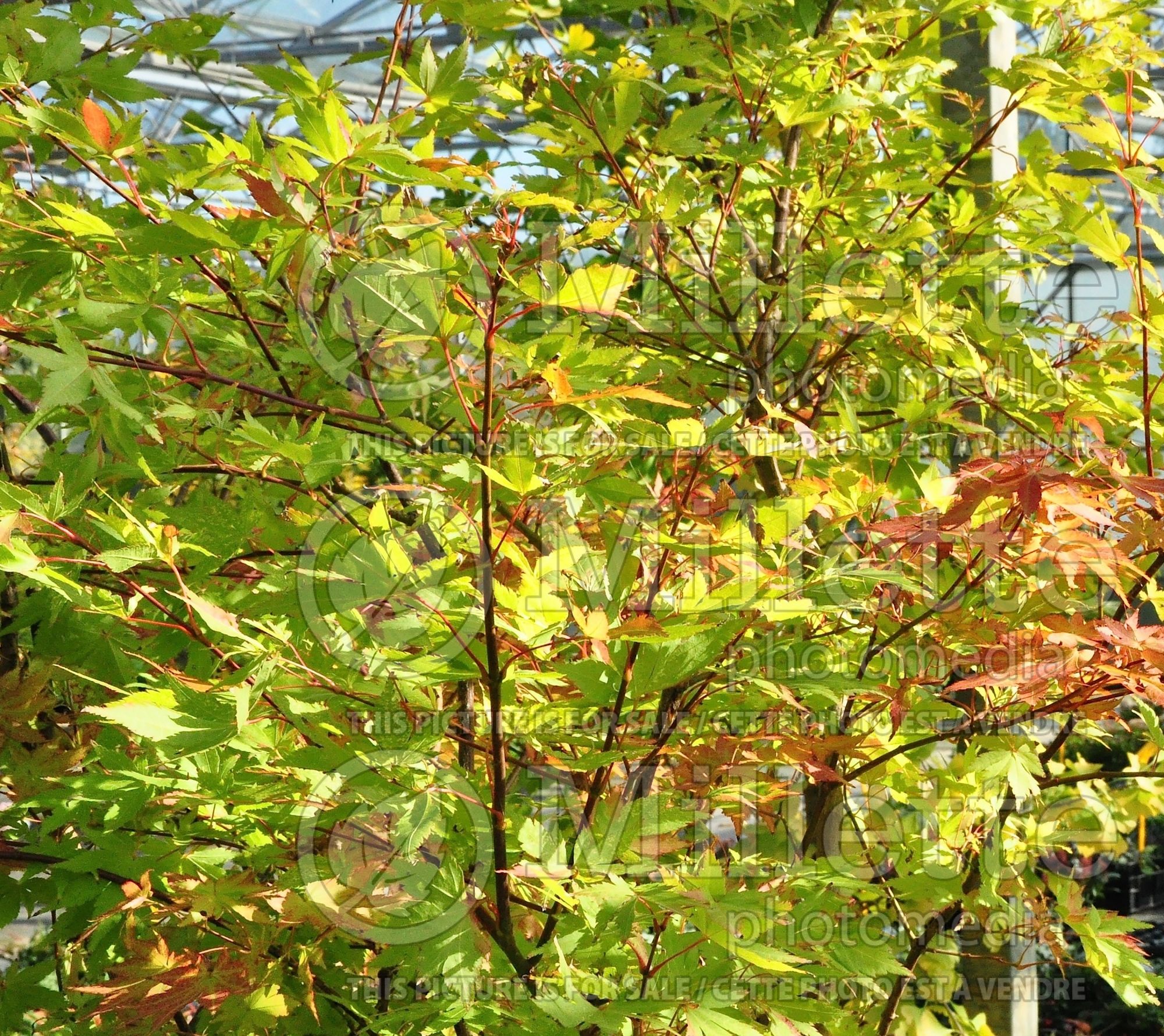 Acer Summer Gold (Japanese Maple – érable japonais) 2