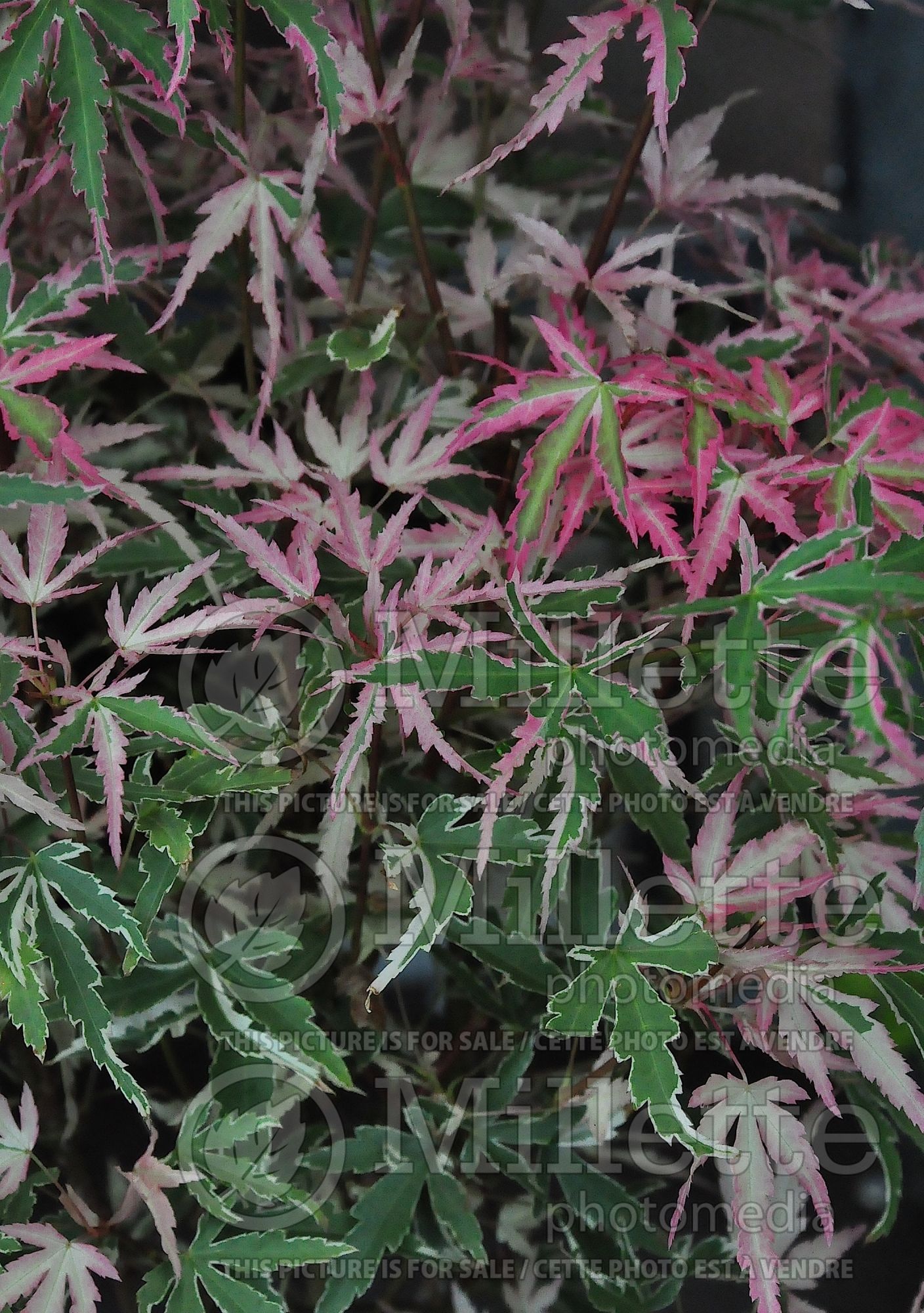Acer Taylor (Japanese Maple – érable japonais) 1
