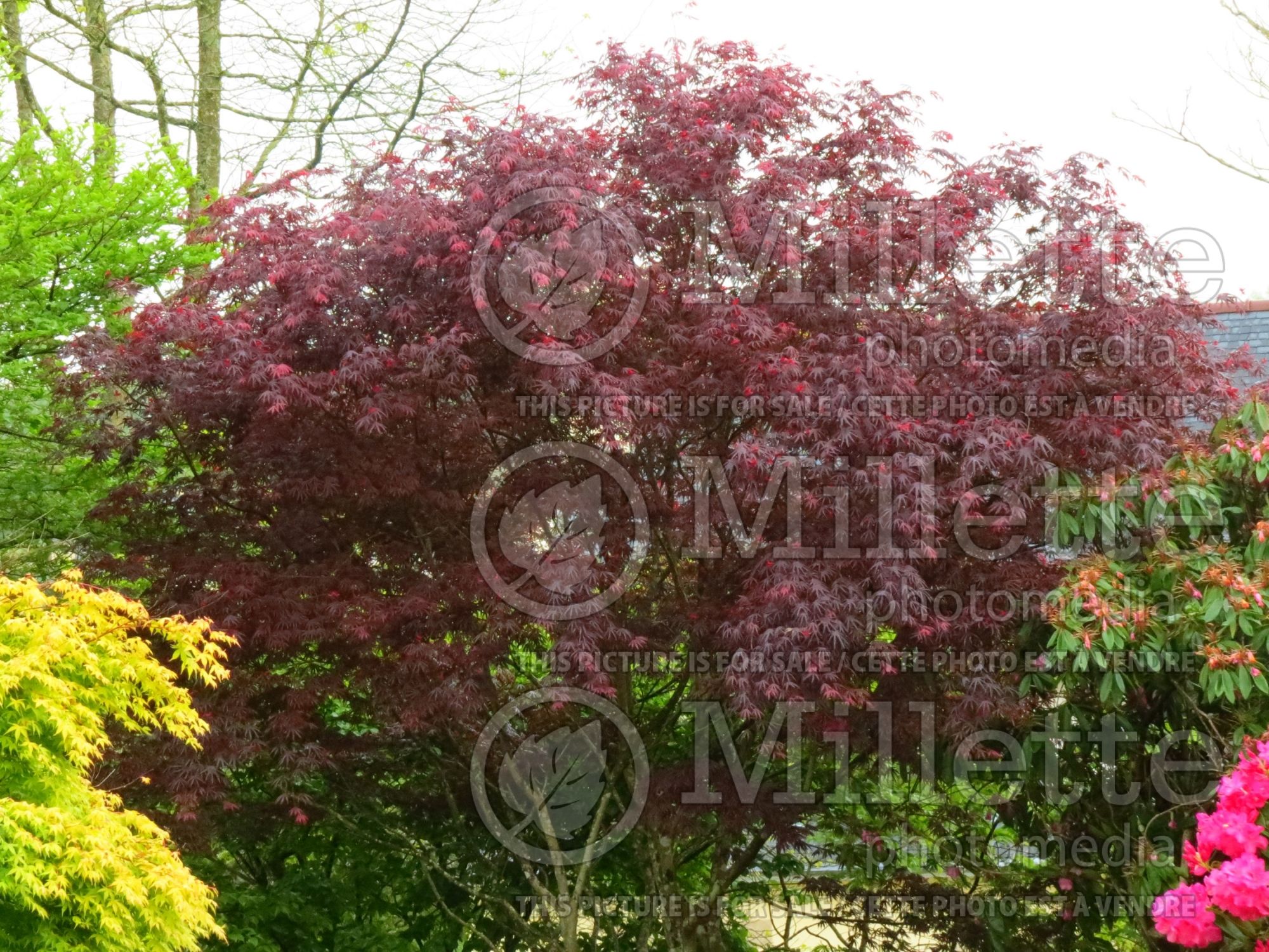 Acer Trompenburg (Japanese Maple) 3